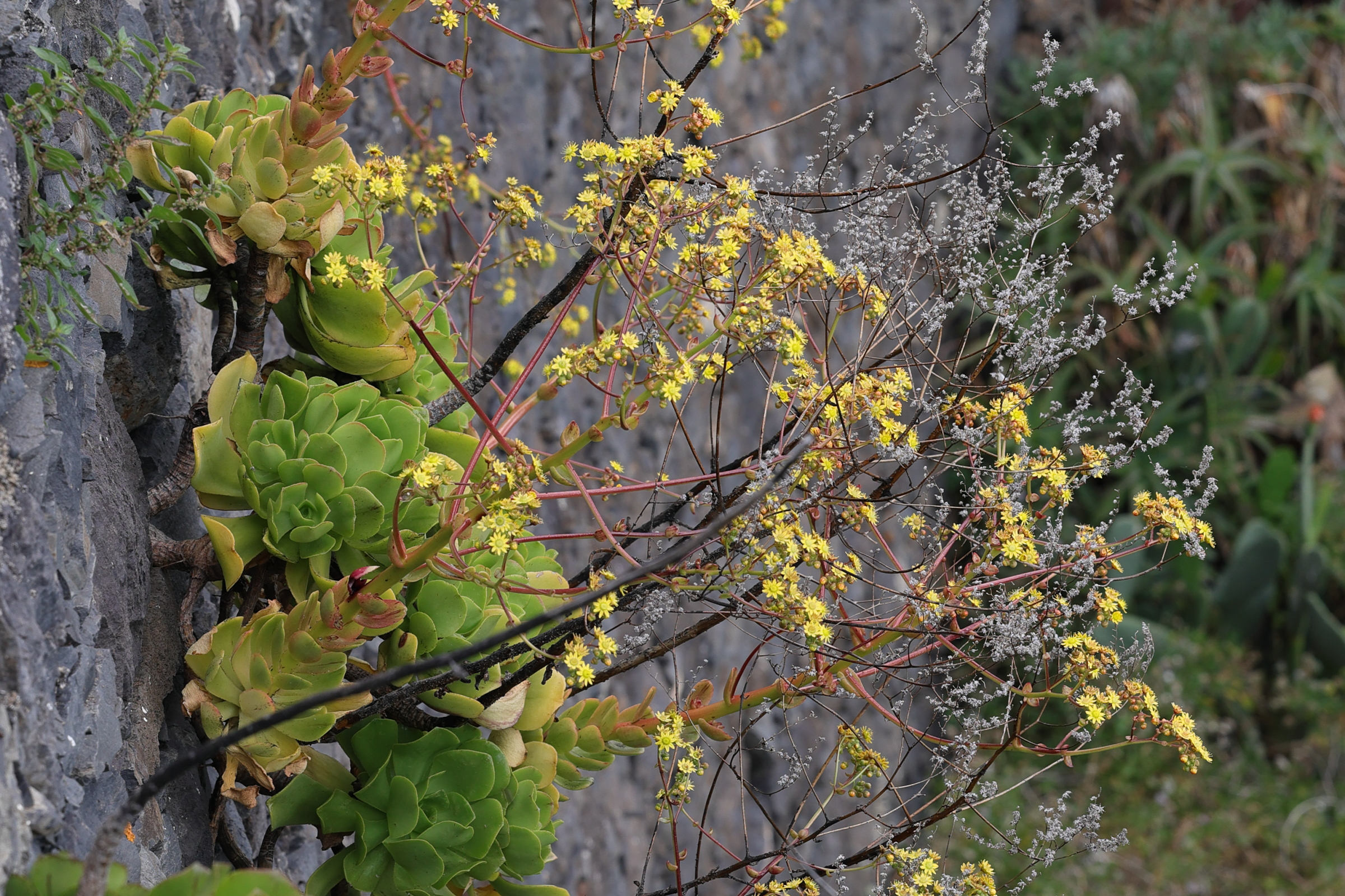 aeonium_glutinosum1md