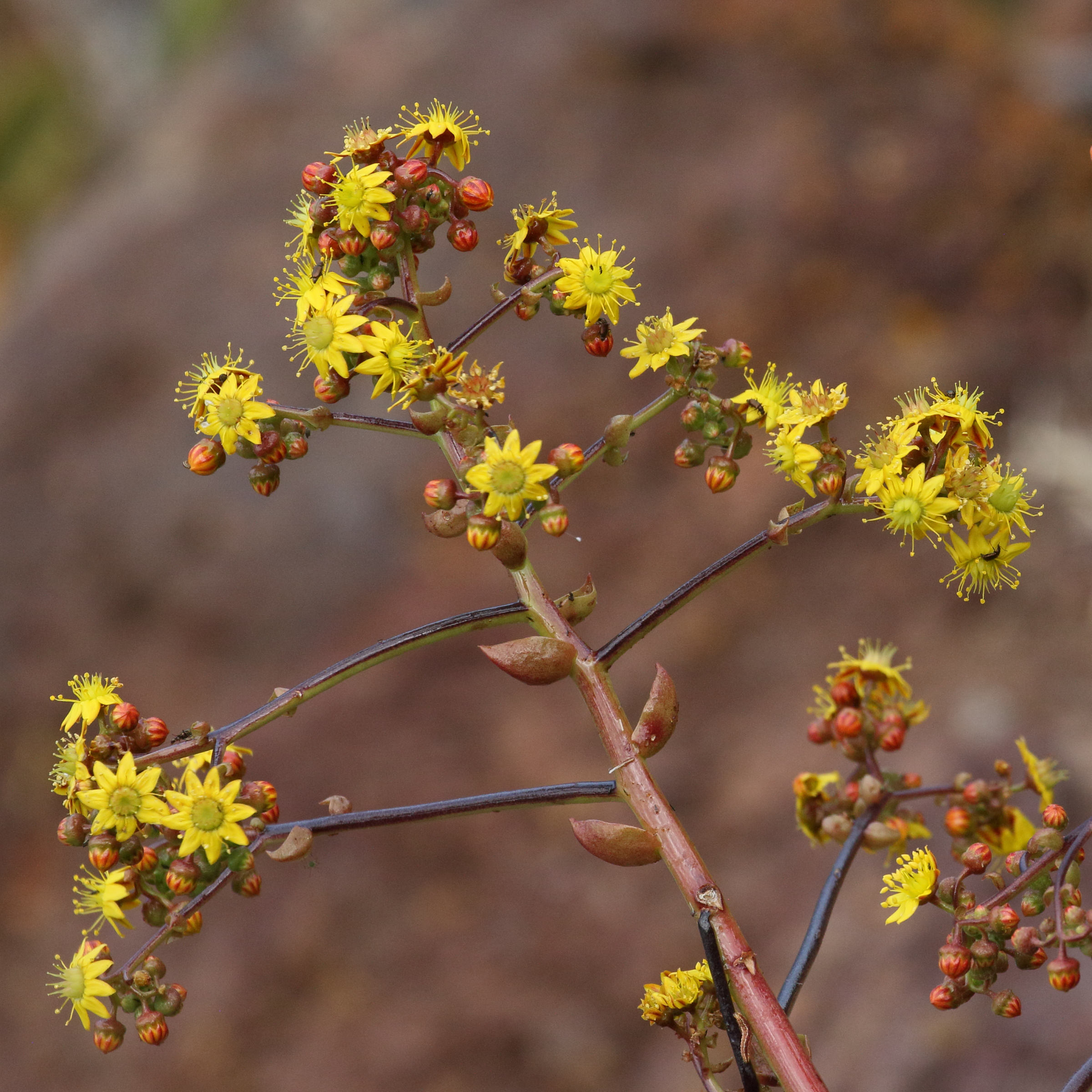 aeonium_glutinosum2md