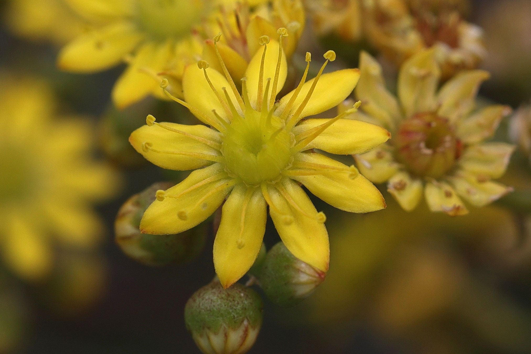 aeonium_glutinosum3md