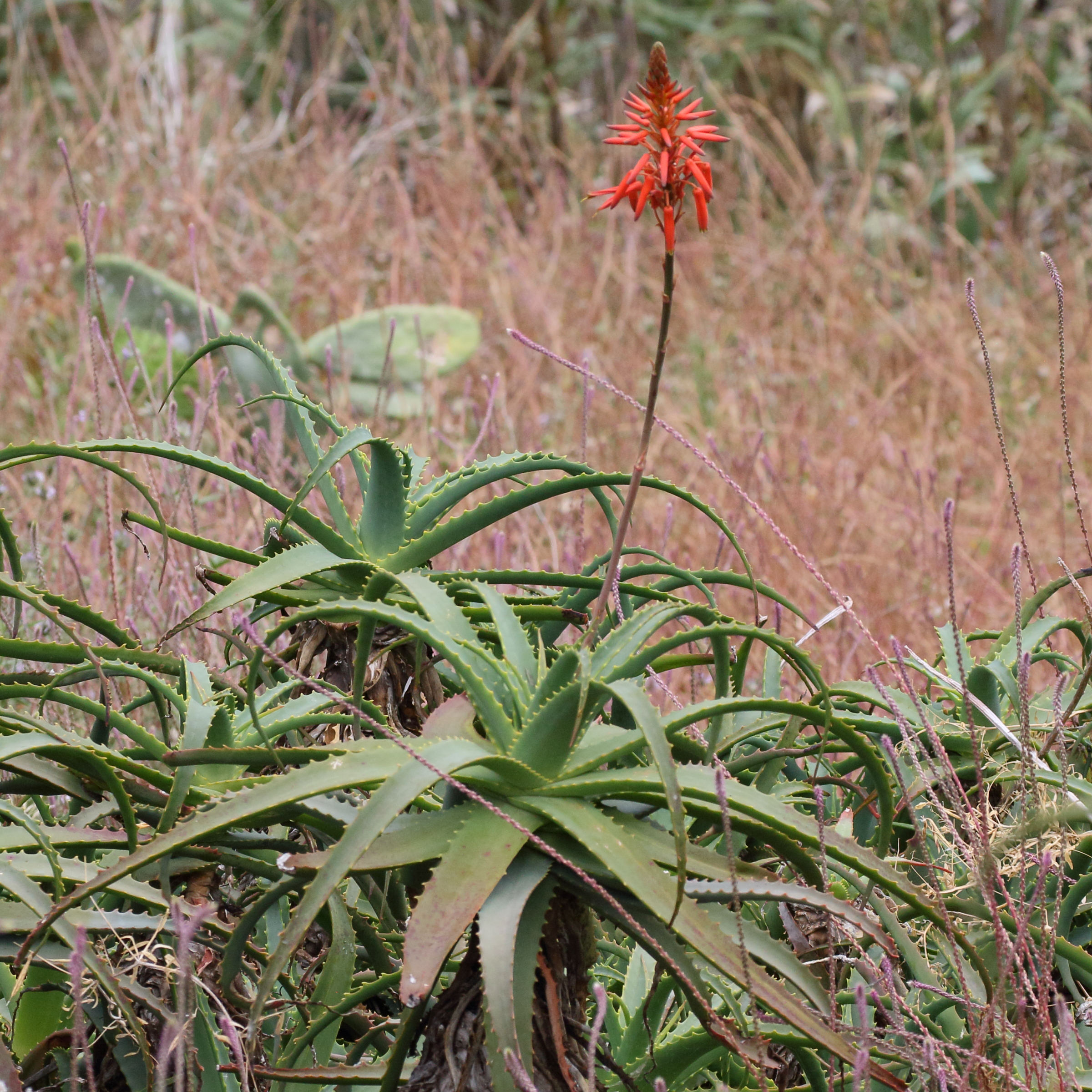 Afficher le média aloe_arborescens6md aloe_arborescens6md