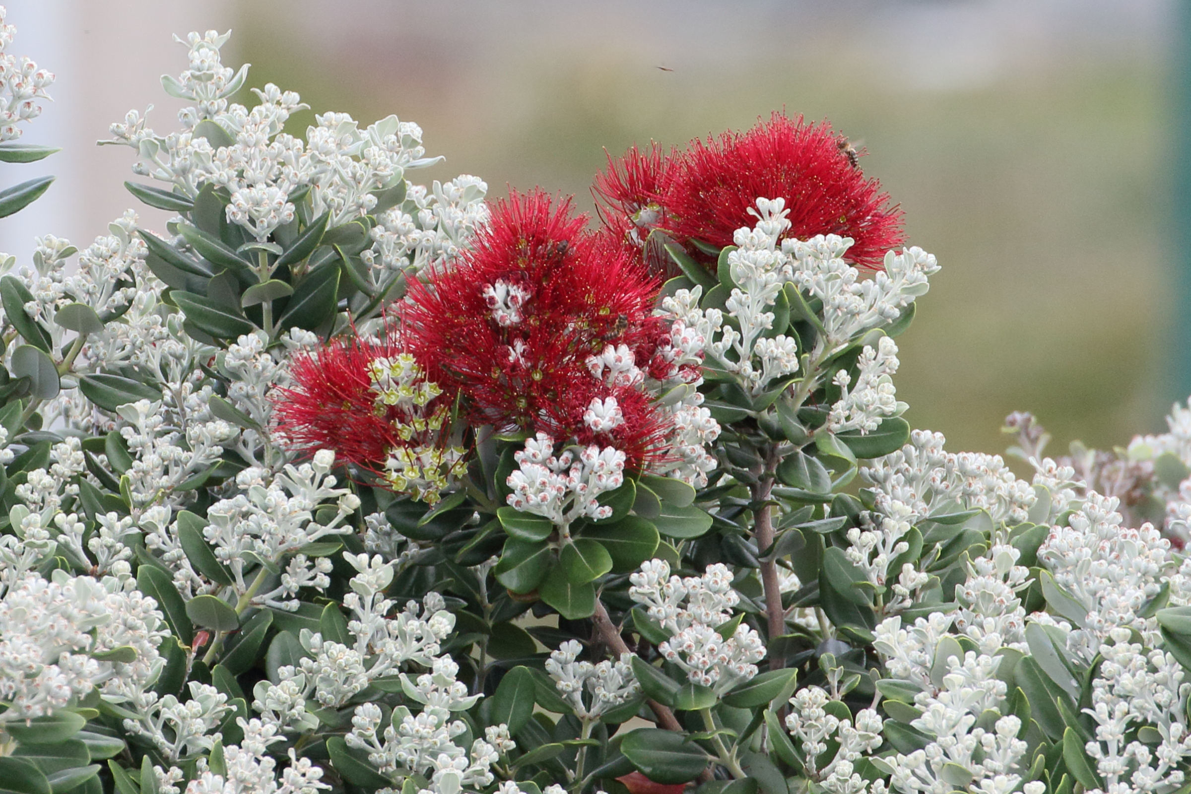 Afficher le média metrosideros_excelsa8md metrosideros_excelsa8md