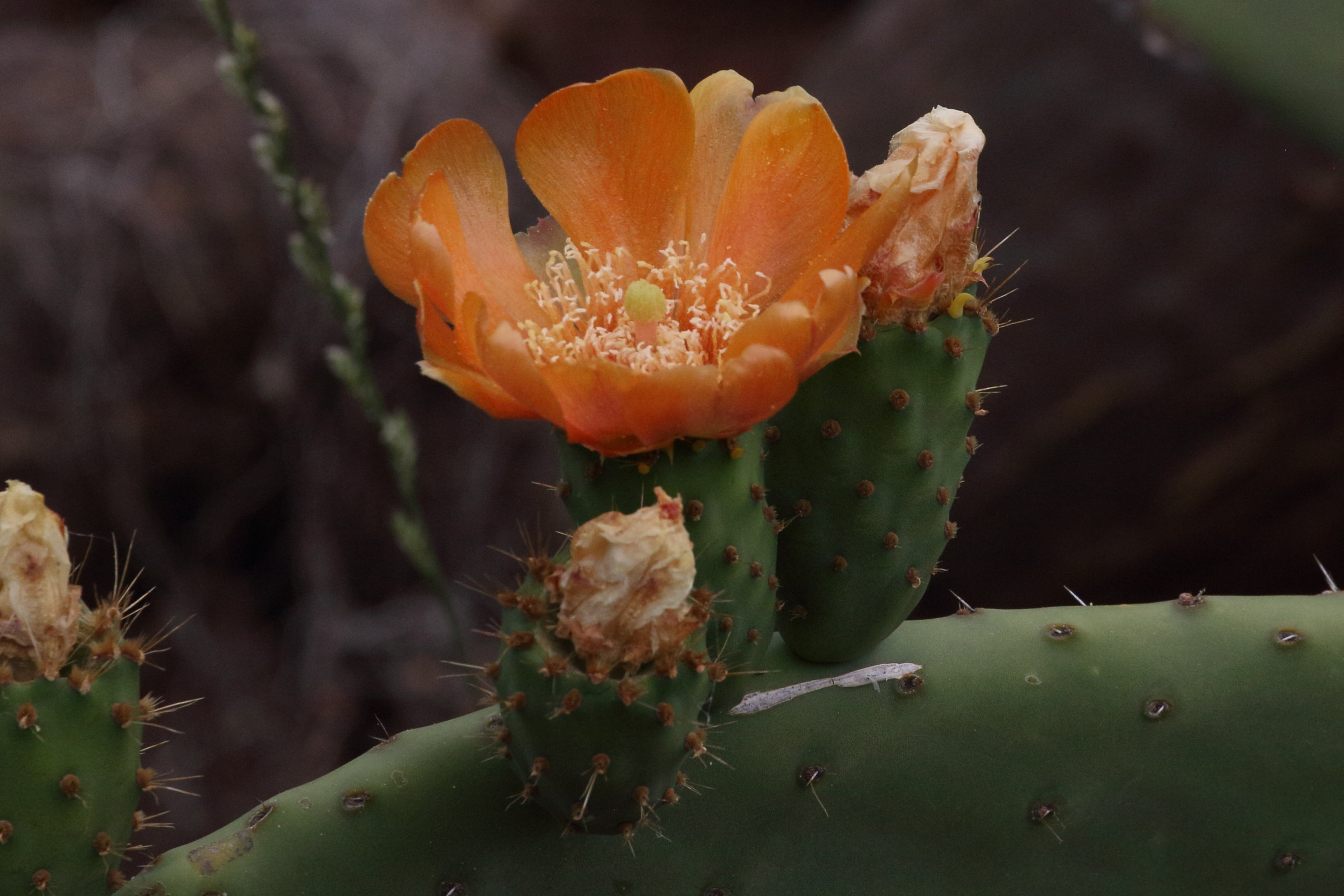 opuntia_ficus-indica7md