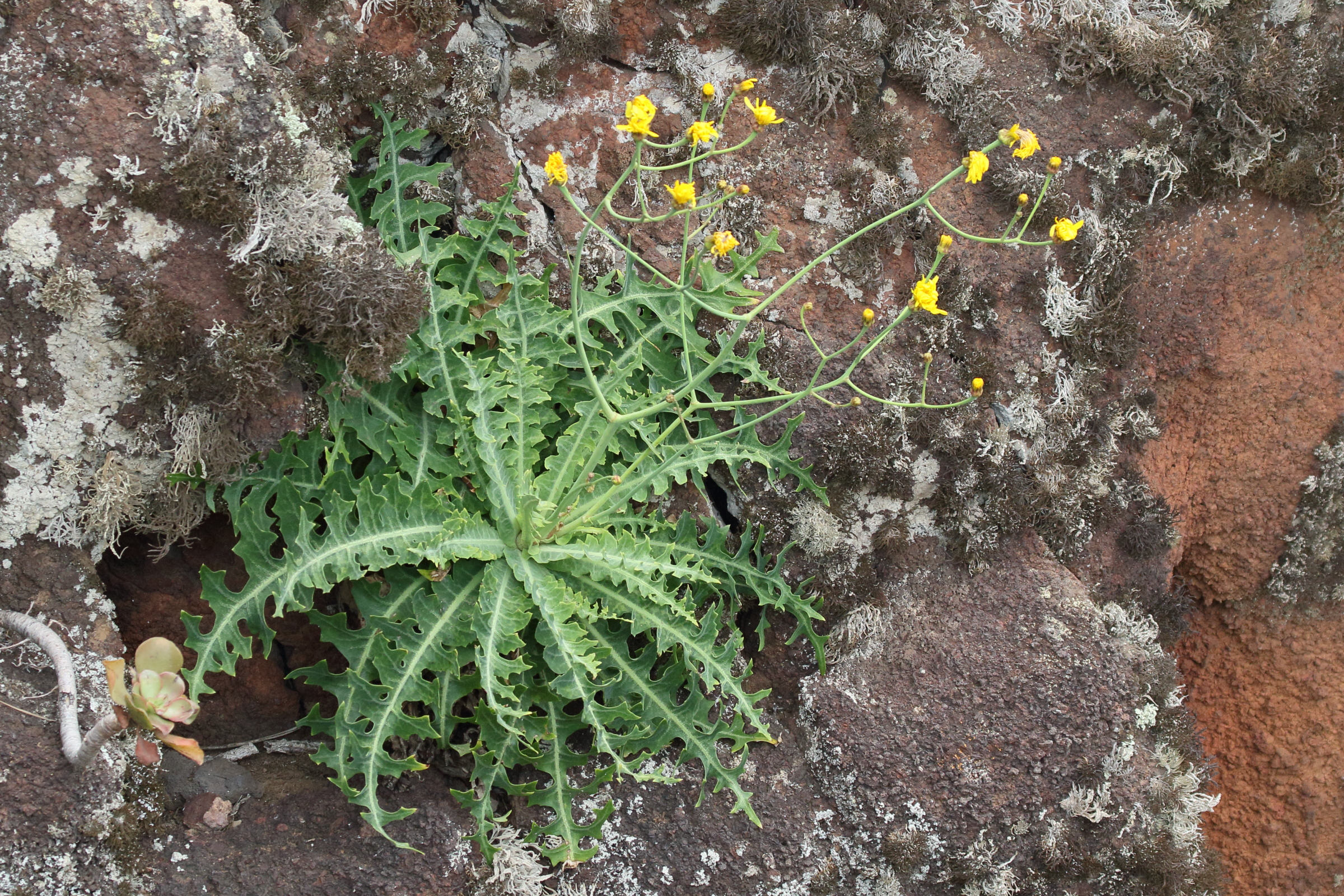 sonchus_ustulatus1md