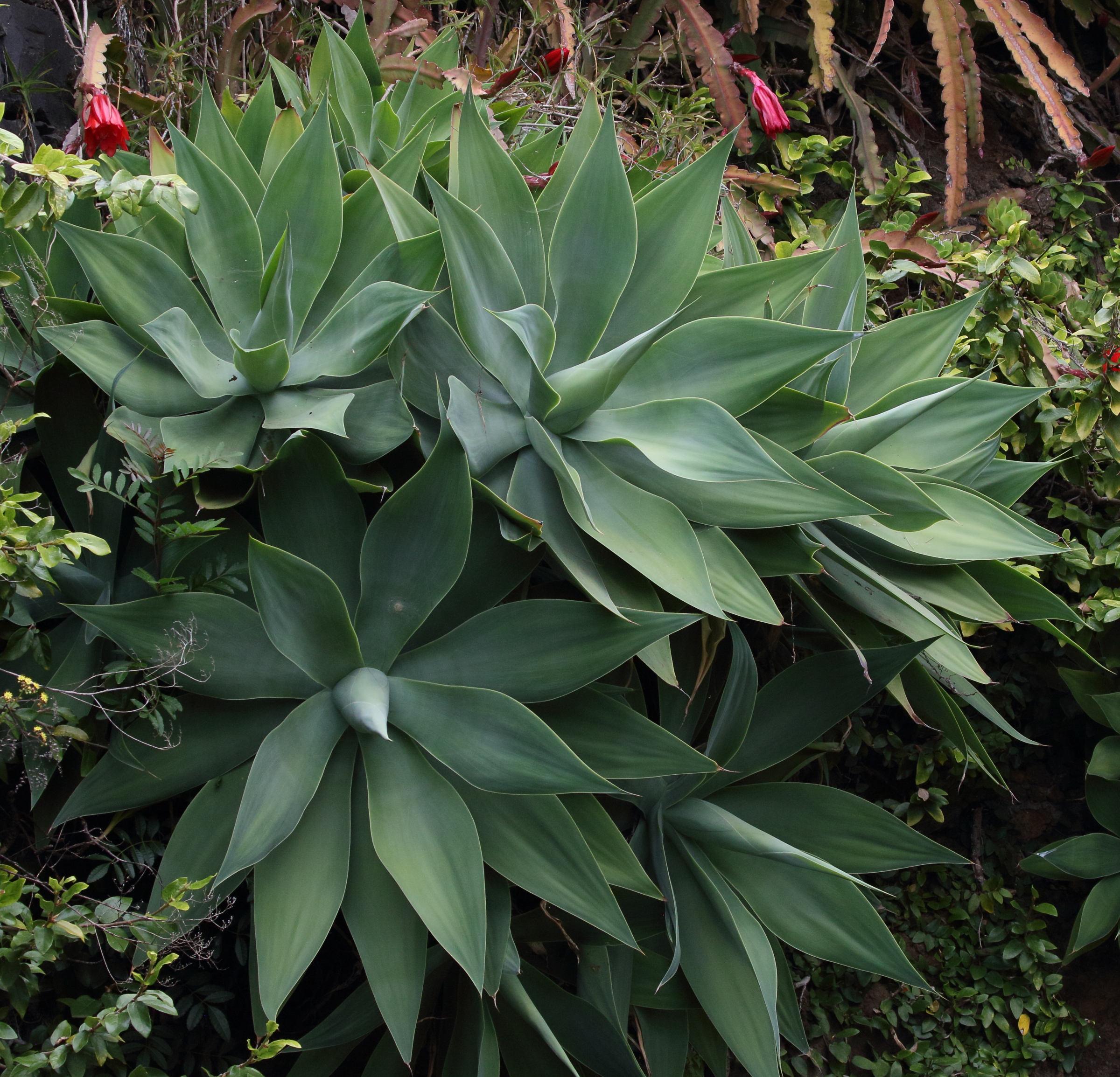 Afficher le média agave_attenuata8md agave_attenuata8md