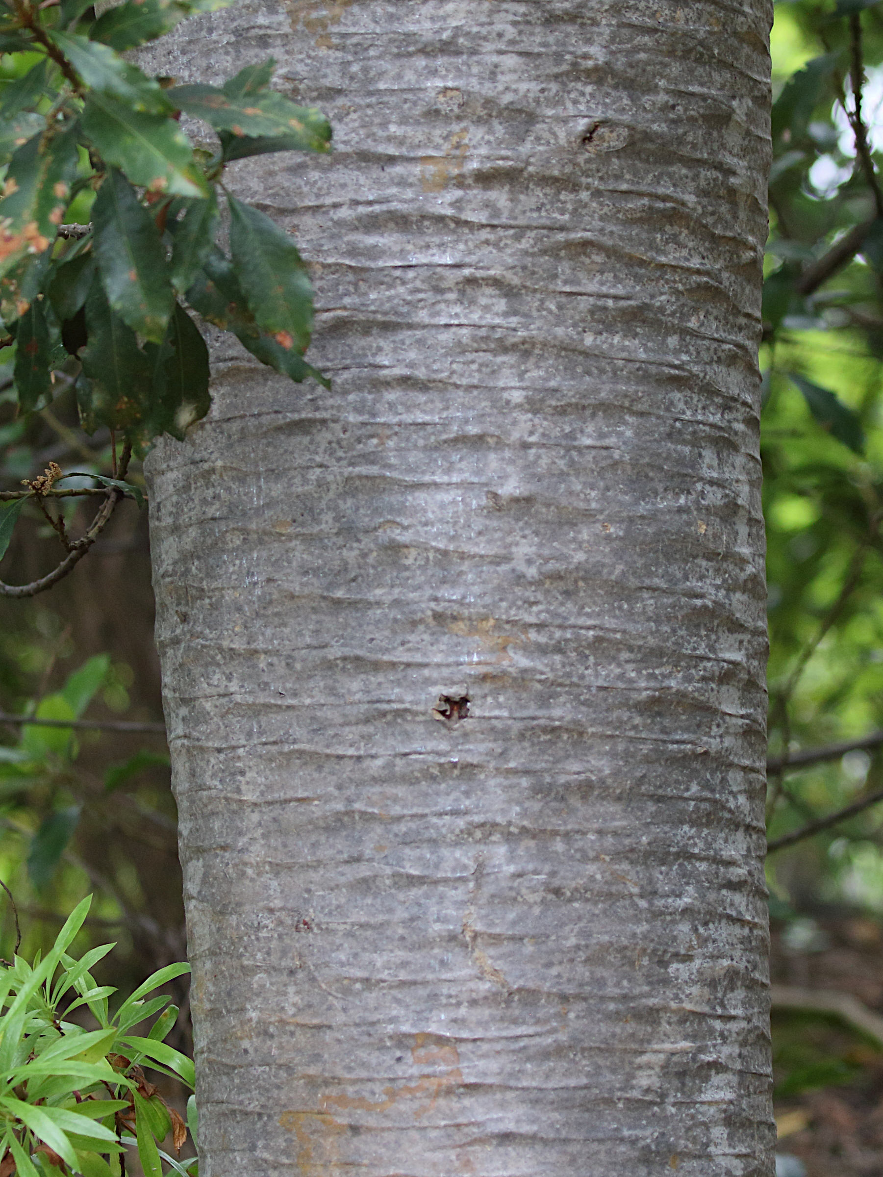Afficher le média dracaena_draco8md dracaena_draco8md