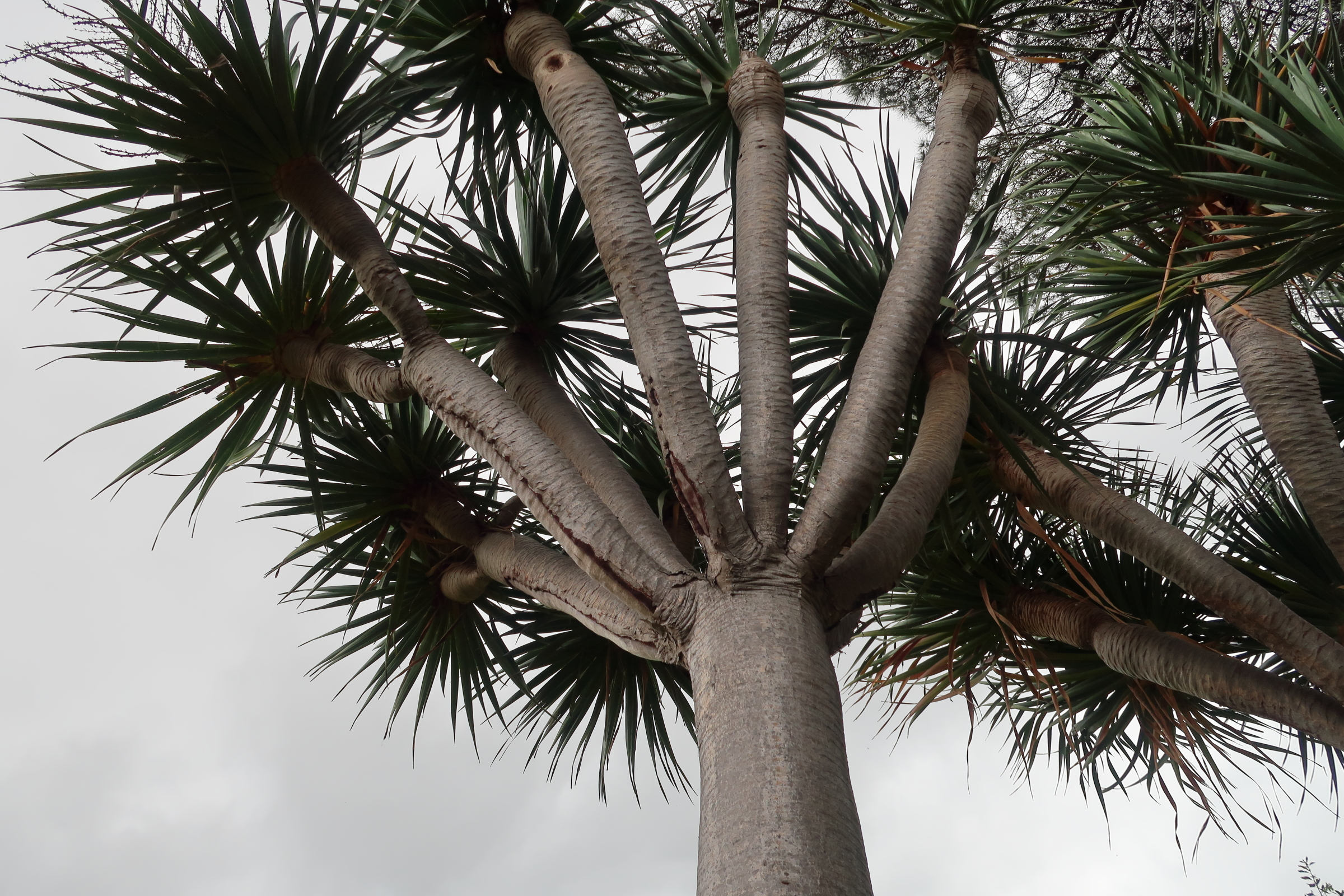 Afficher le média dracaena_draco9md dracaena_draco9md