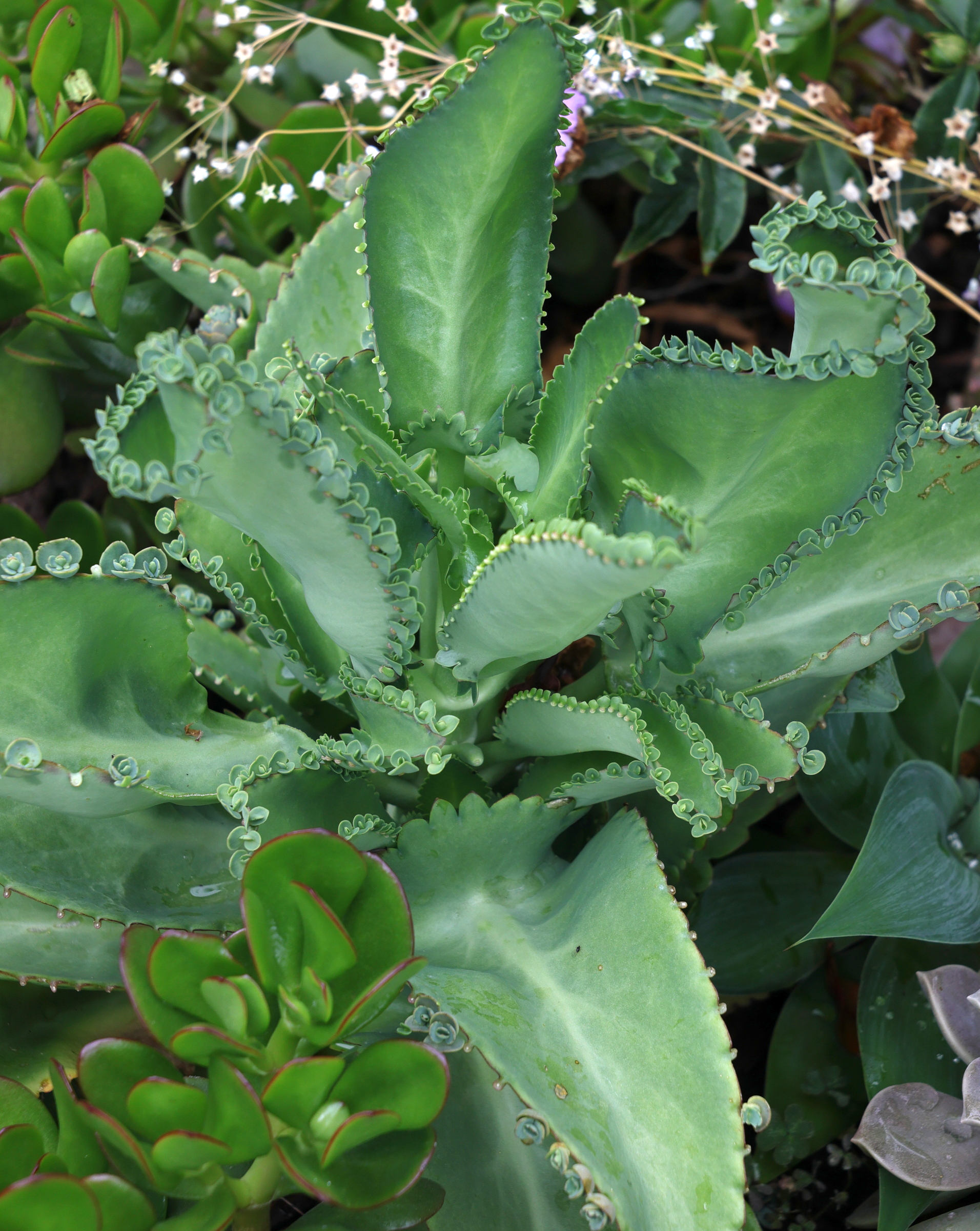 kalanchoe_laetivirens3md