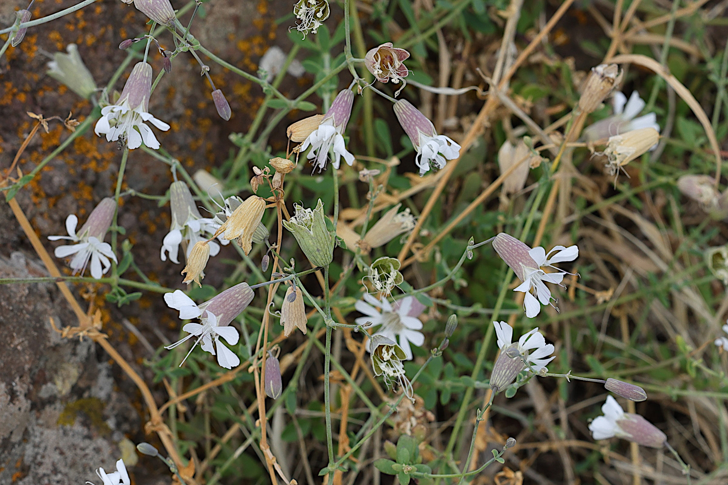 silene_uniflora_uniflora6md