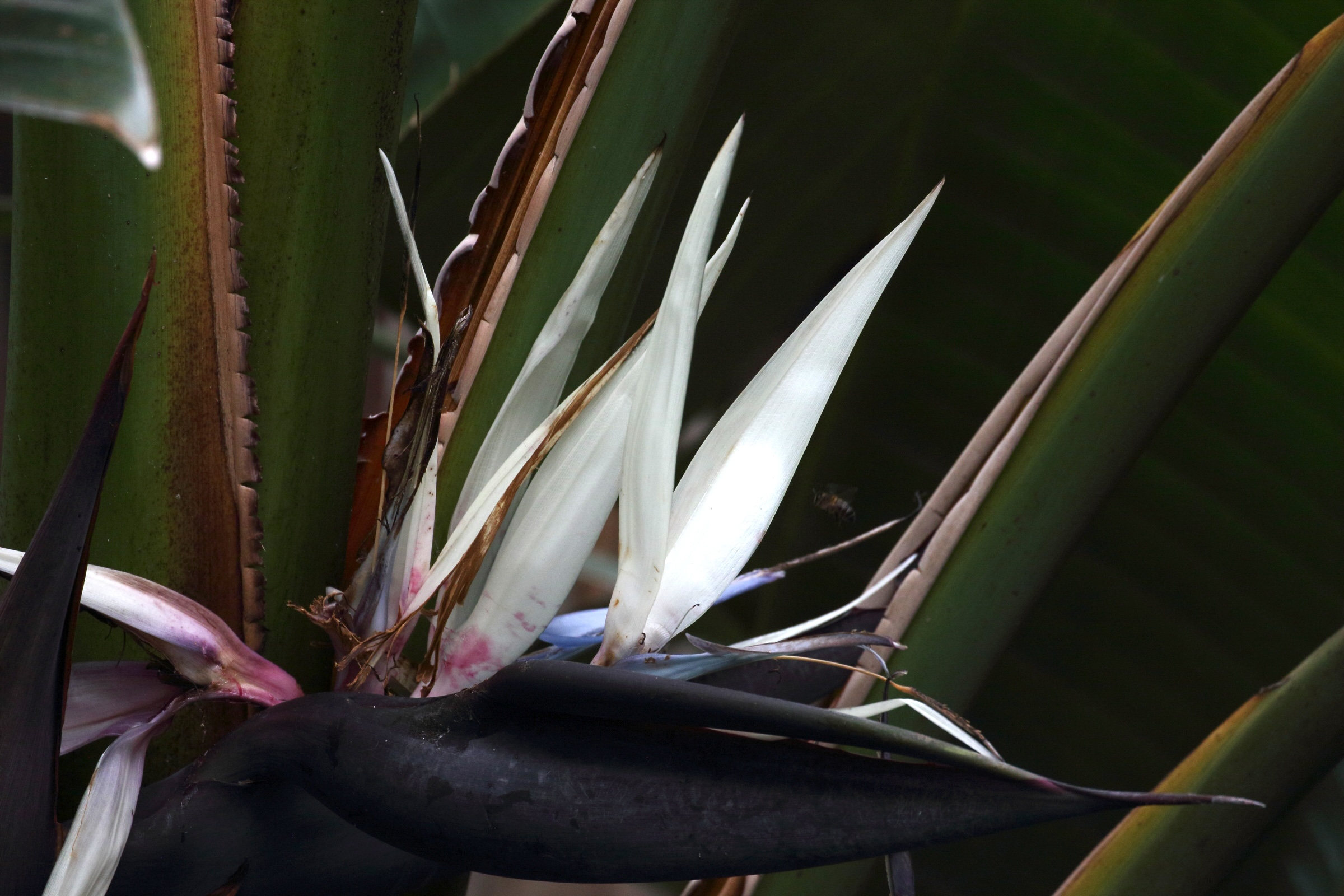 Afficher le média strelitzia_nicolai4md strelitzia_nicolai4md