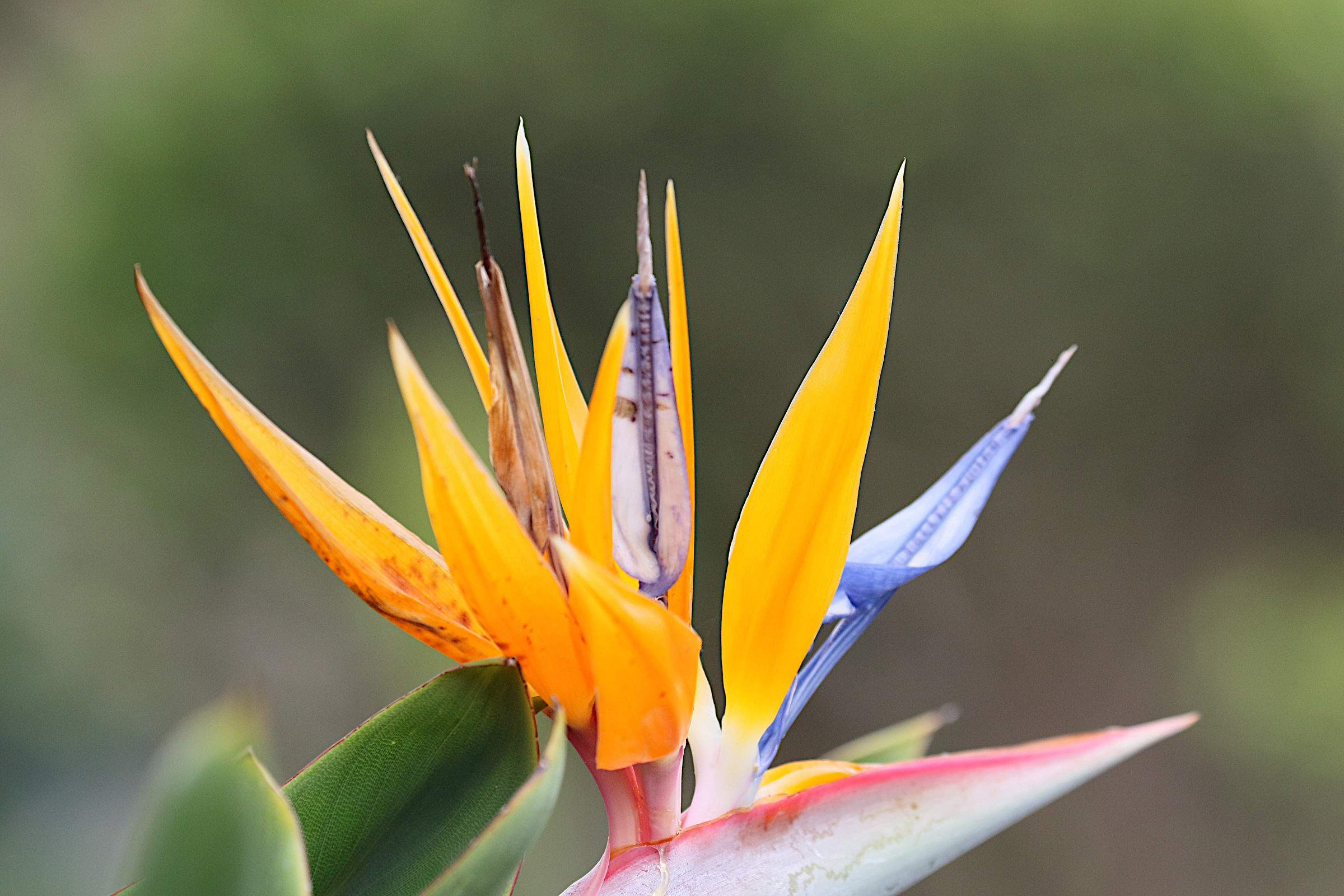 strelitzia_reginae5md