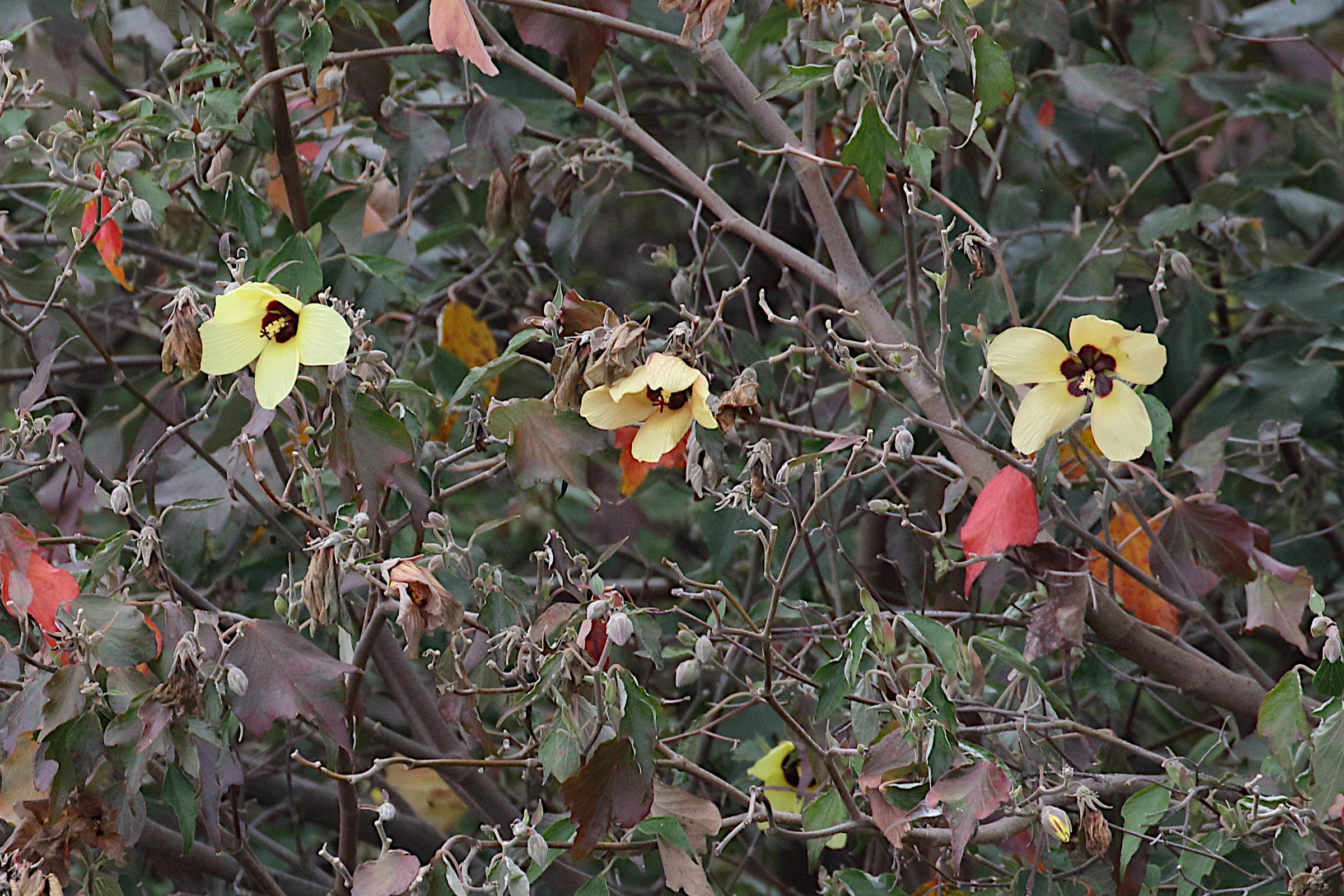 Afficher le média talipariti_tiliaceum10md talipariti_tiliaceum10md