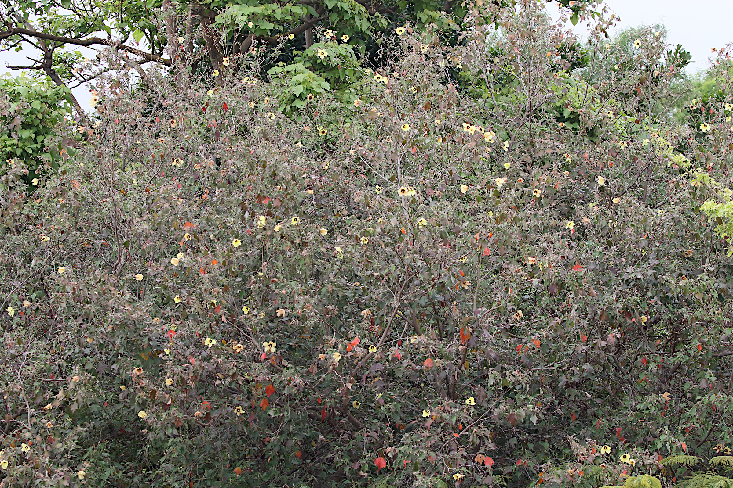 Afficher le média talipariti_tiliaceum9md talipariti_tiliaceum9md