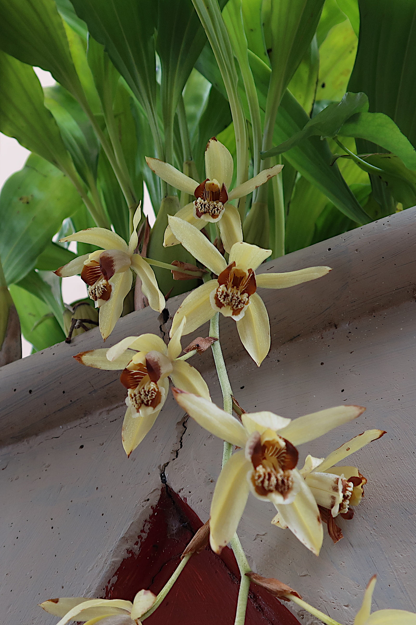 Afficher le média coelogyne_tomentosa1md coelogyne_tomentosa1md