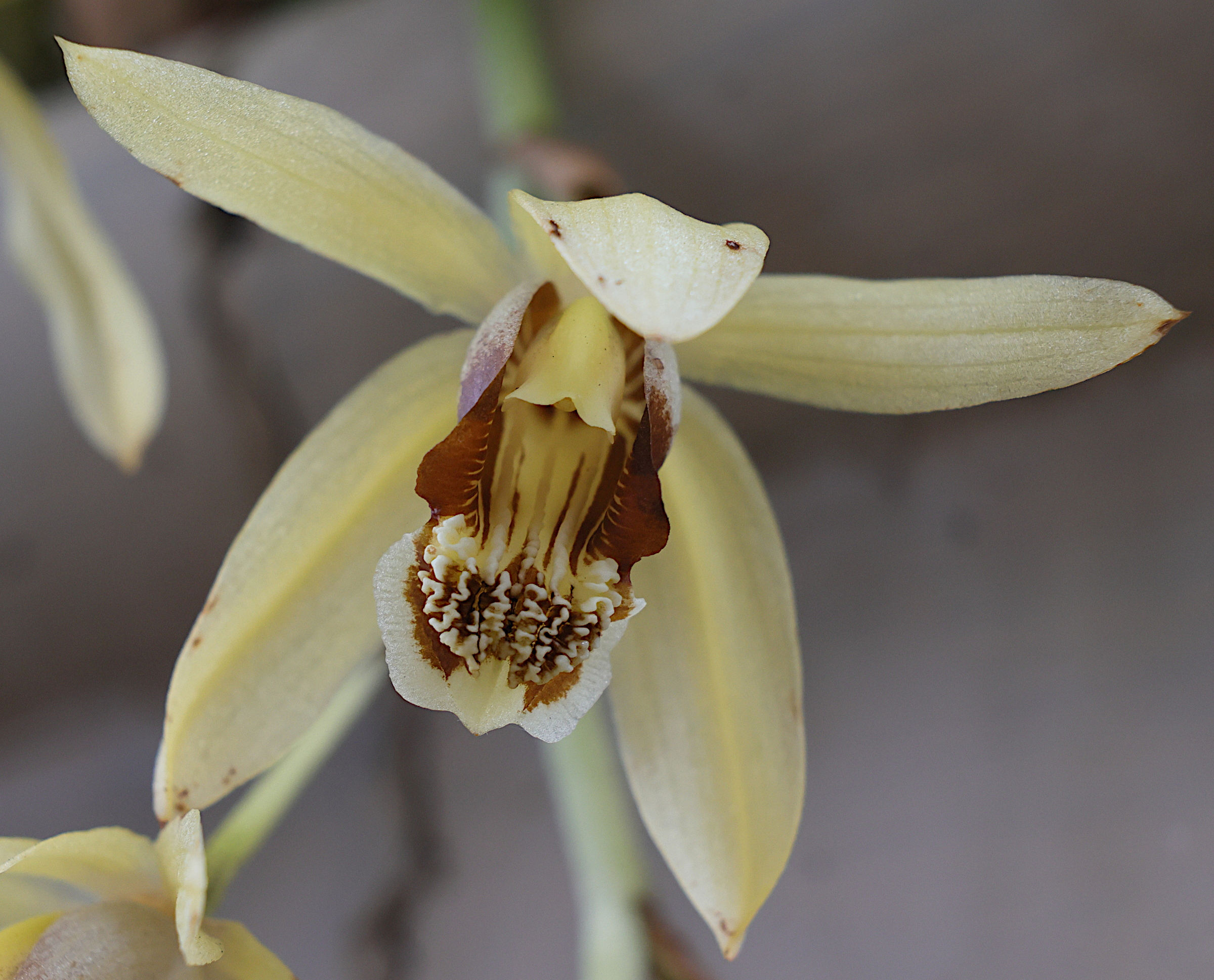 Afficher le média coelogyne_tomentosa2md coelogyne_tomentosa2md