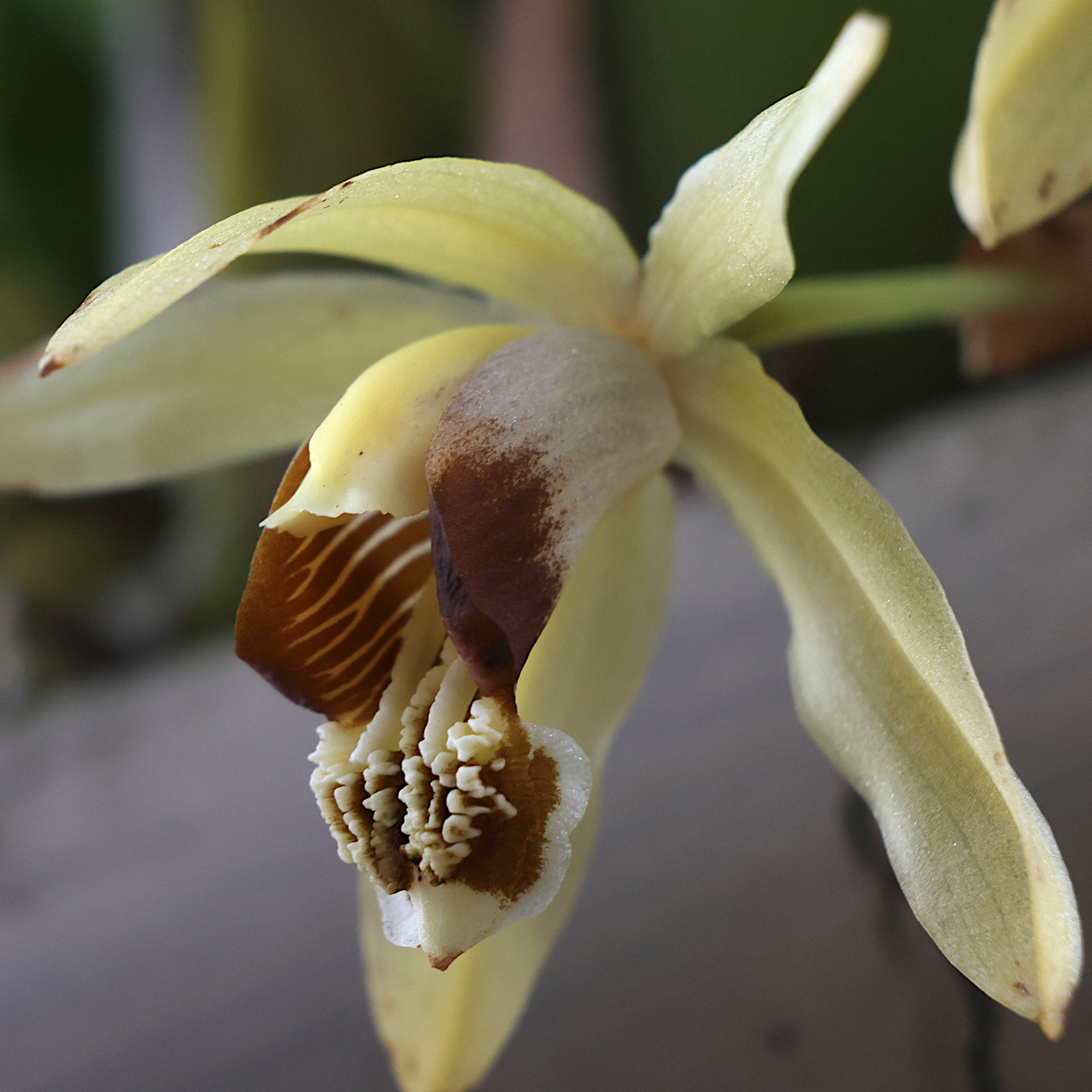 Afficher le média coelogyne_tomentosa3md coelogyne_tomentosa3md