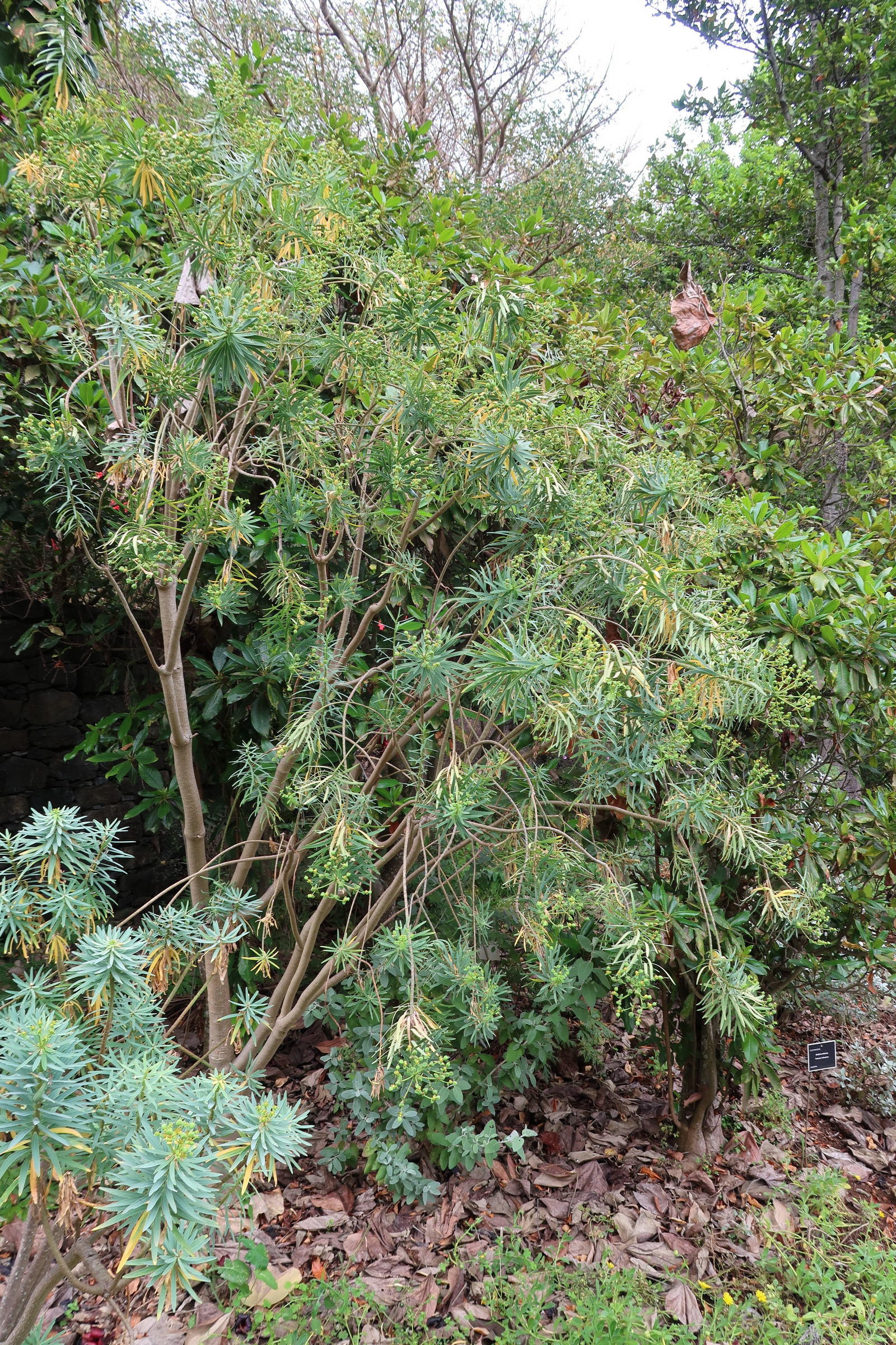 Afficher le média euphorbia_piscatoria1md euphorbia_piscatoria1md