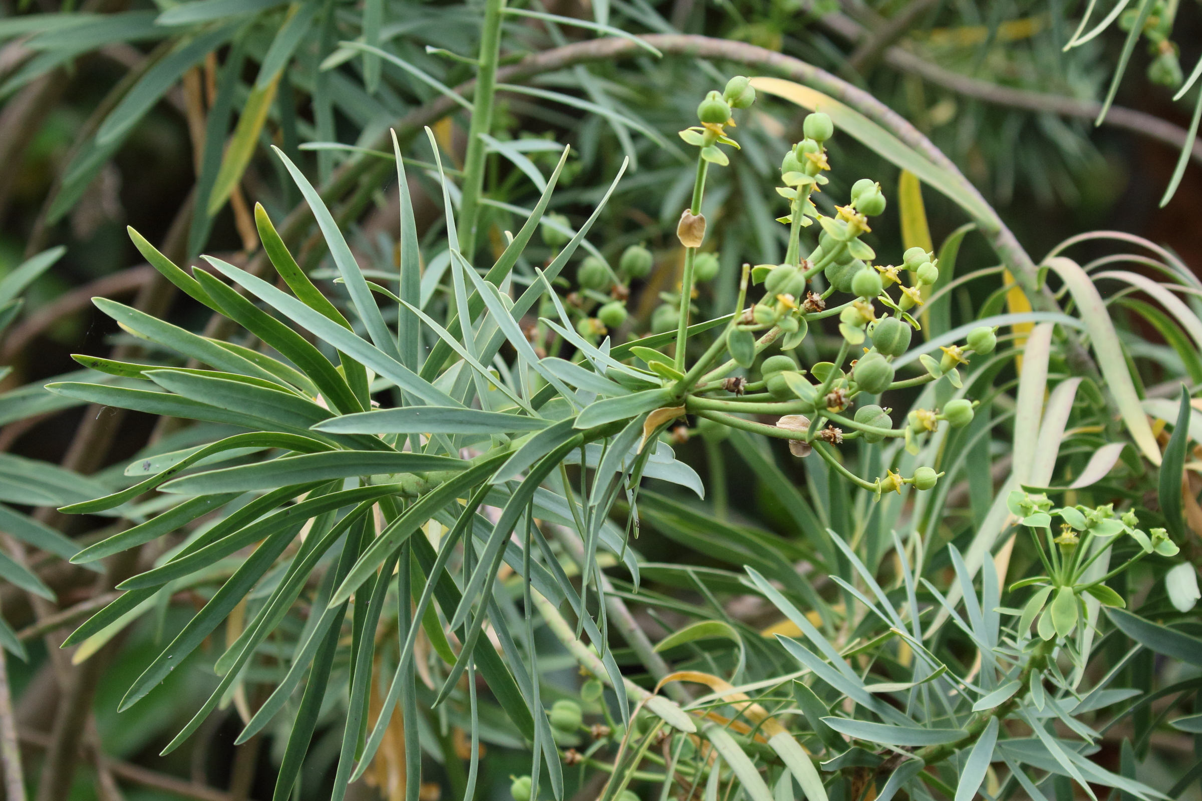 Afficher le média euphorbia_piscatoria2md euphorbia_piscatoria2md