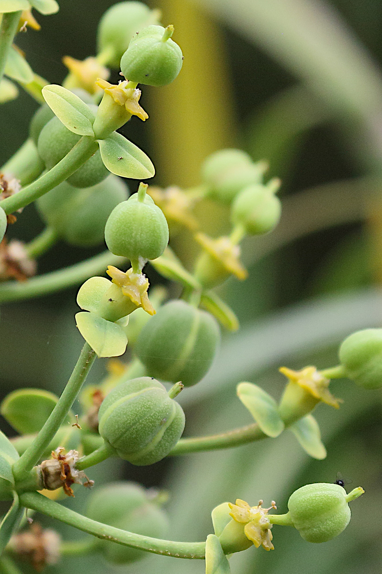 Afficher le média euphorbia_piscatoria3md euphorbia_piscatoria3md