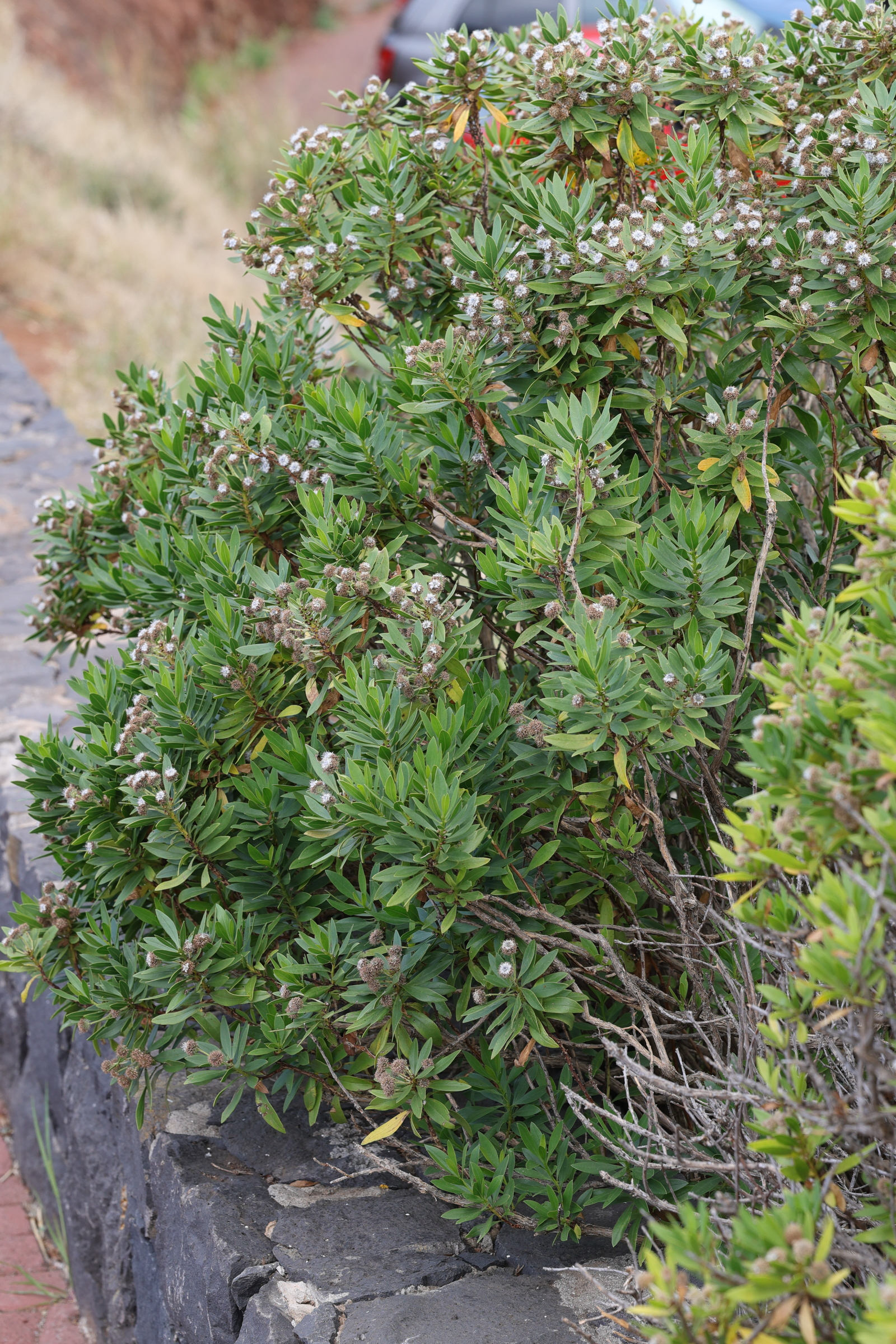 Afficher le média globularia_salicina1md globularia_salicina1md