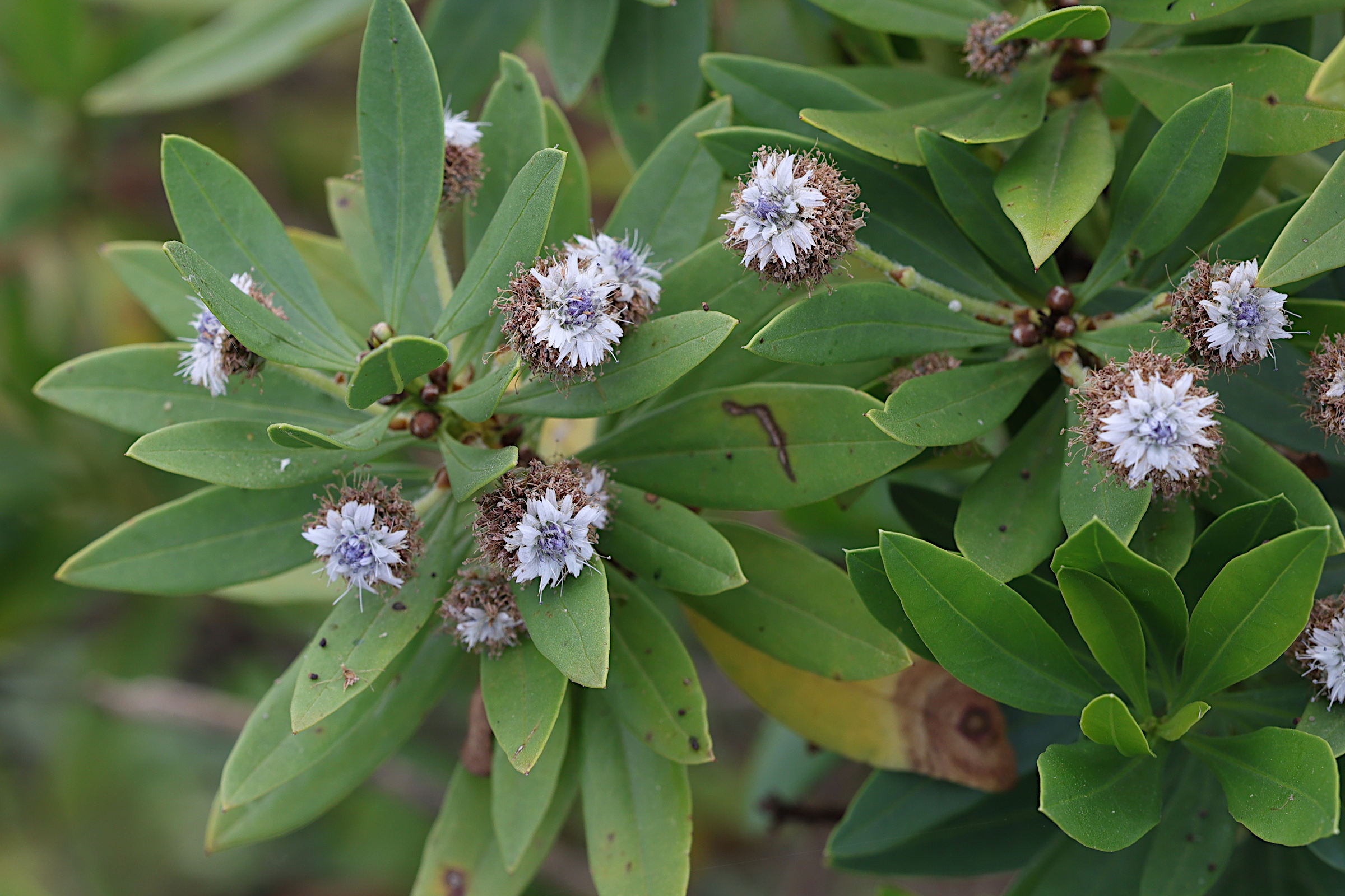 Afficher le média globularia_salicina2md globularia_salicina2md