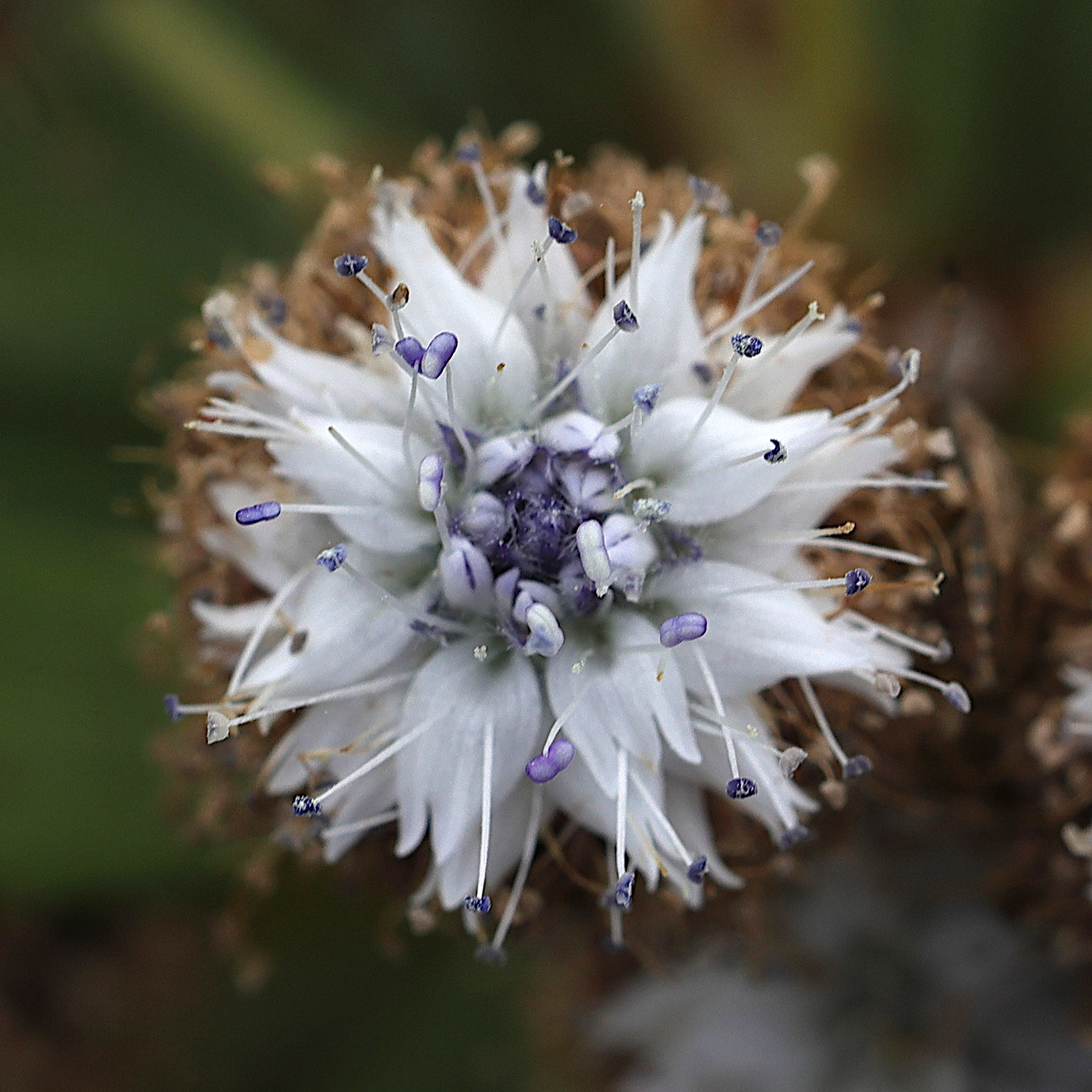 Afficher le média globularia_salicina3md globularia_salicina3md