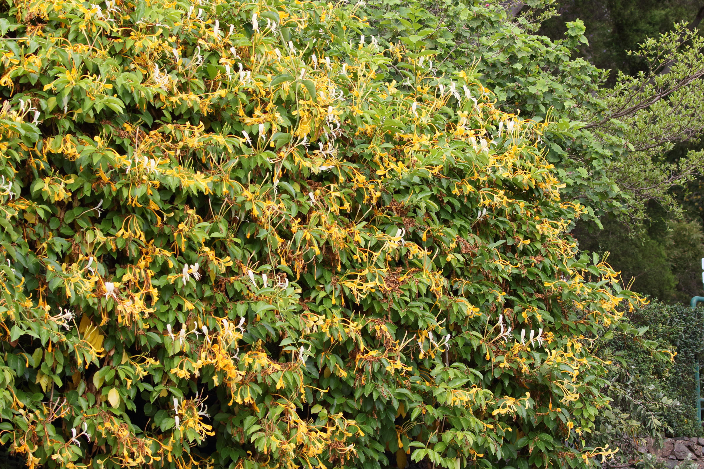 Afficher le média lonicera_hildebrandiana1md lonicera_hildebrandiana1md