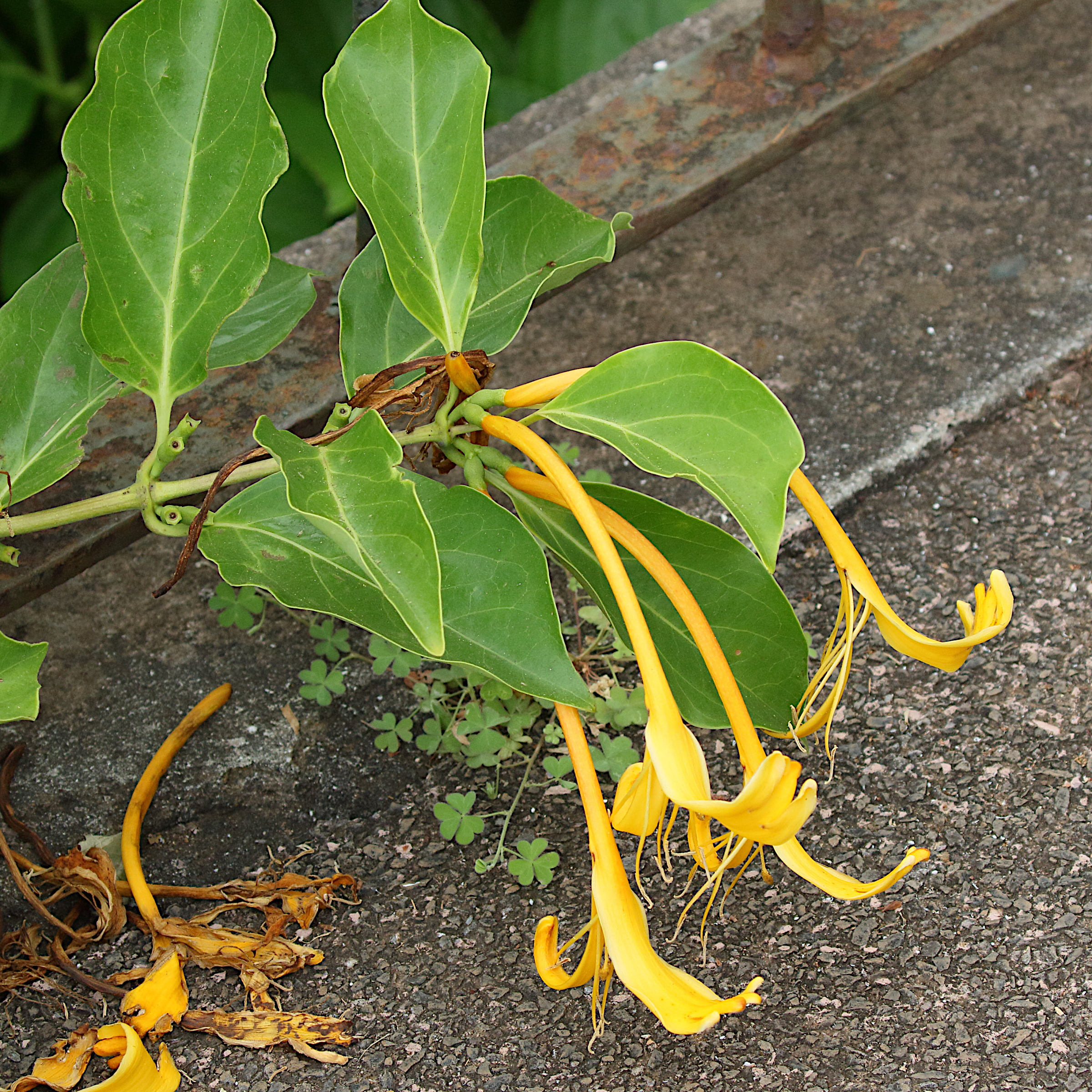 Afficher le média lonicera_hildebrandiana2md lonicera_hildebrandiana2md