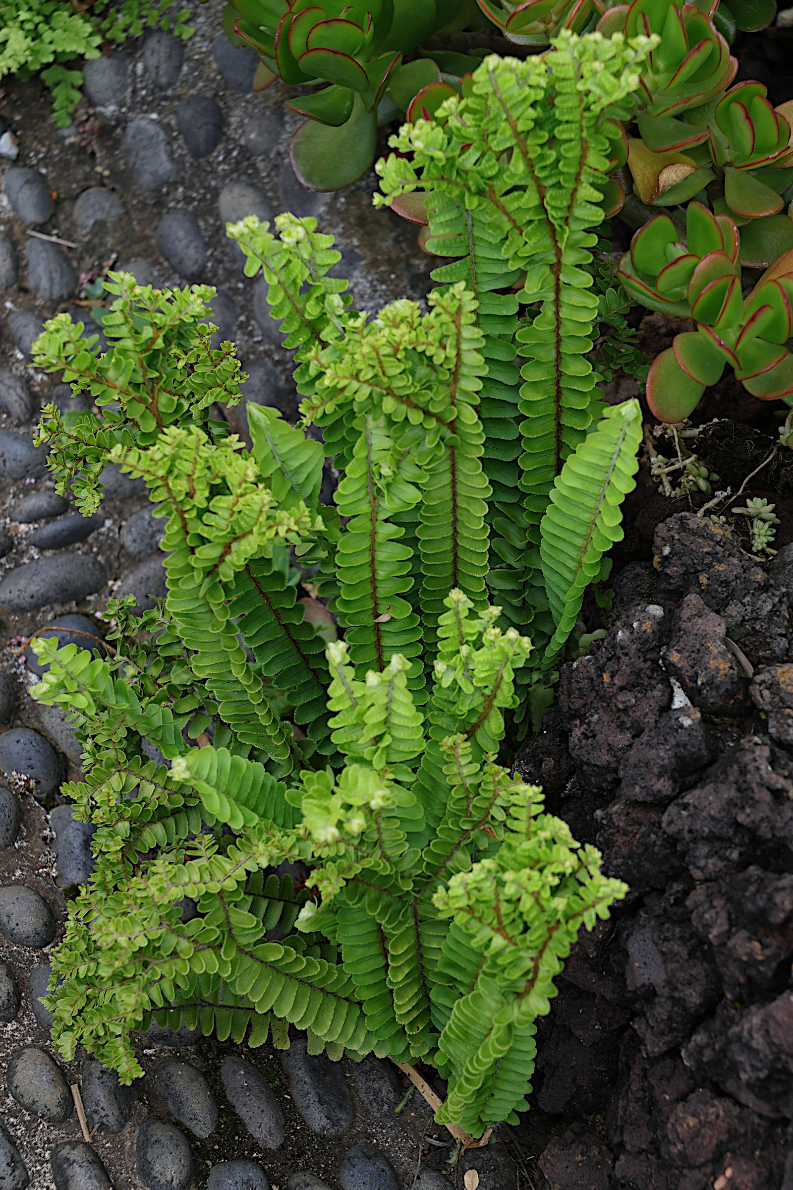 nephrolepis_cordifolia1md