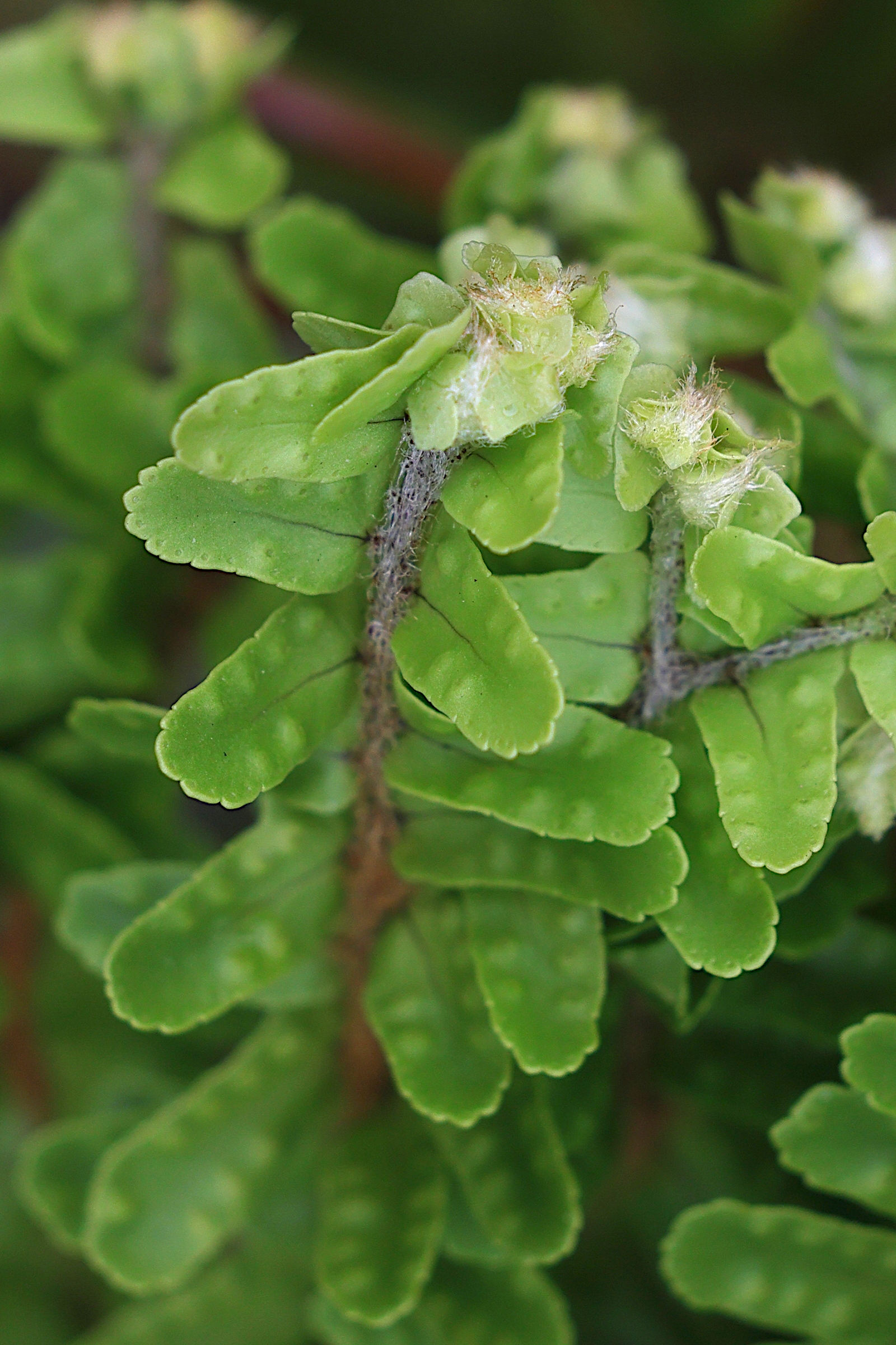 nephrolepis_cordifolia2md