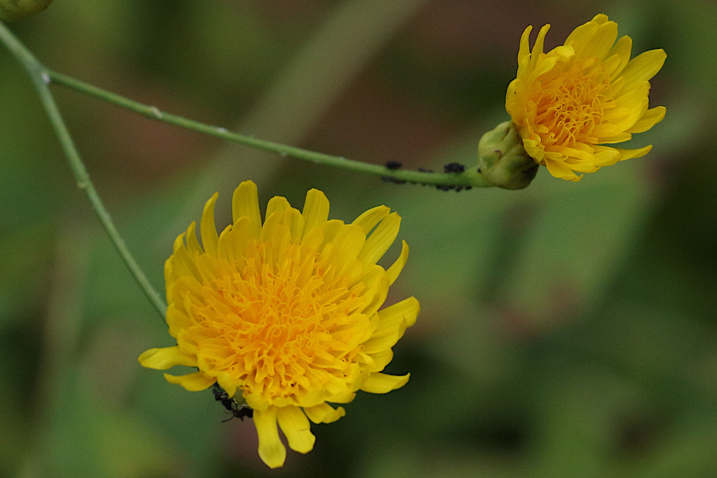 sonchus_pinnatus2md