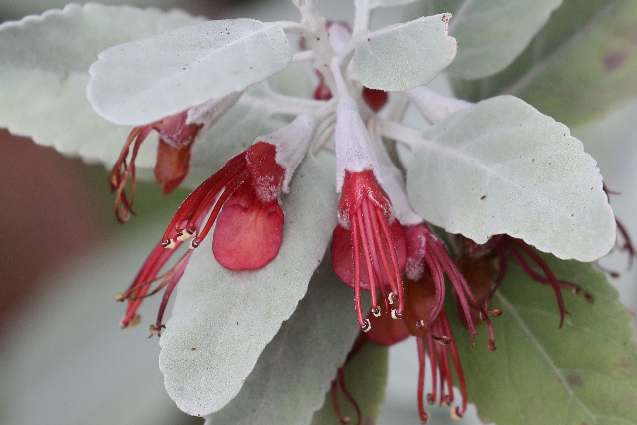 teucrium_heterophyllum2md