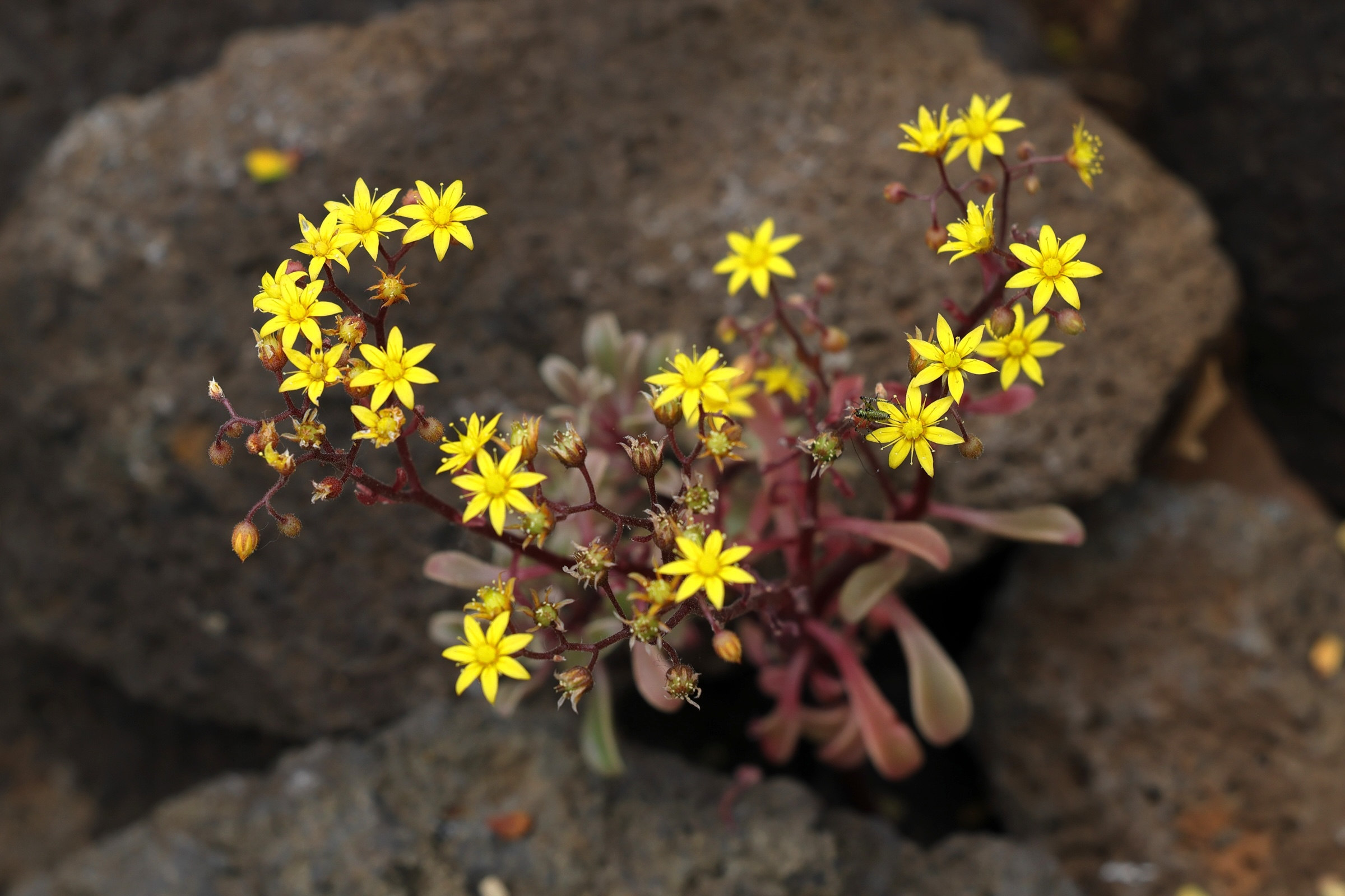 aichryson_dumosum1md