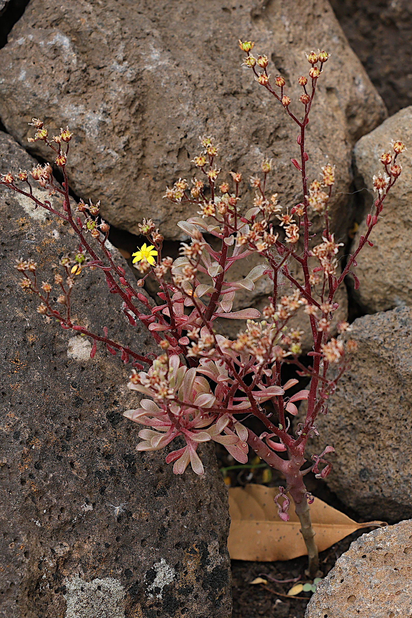 aichryson_dumosum2md