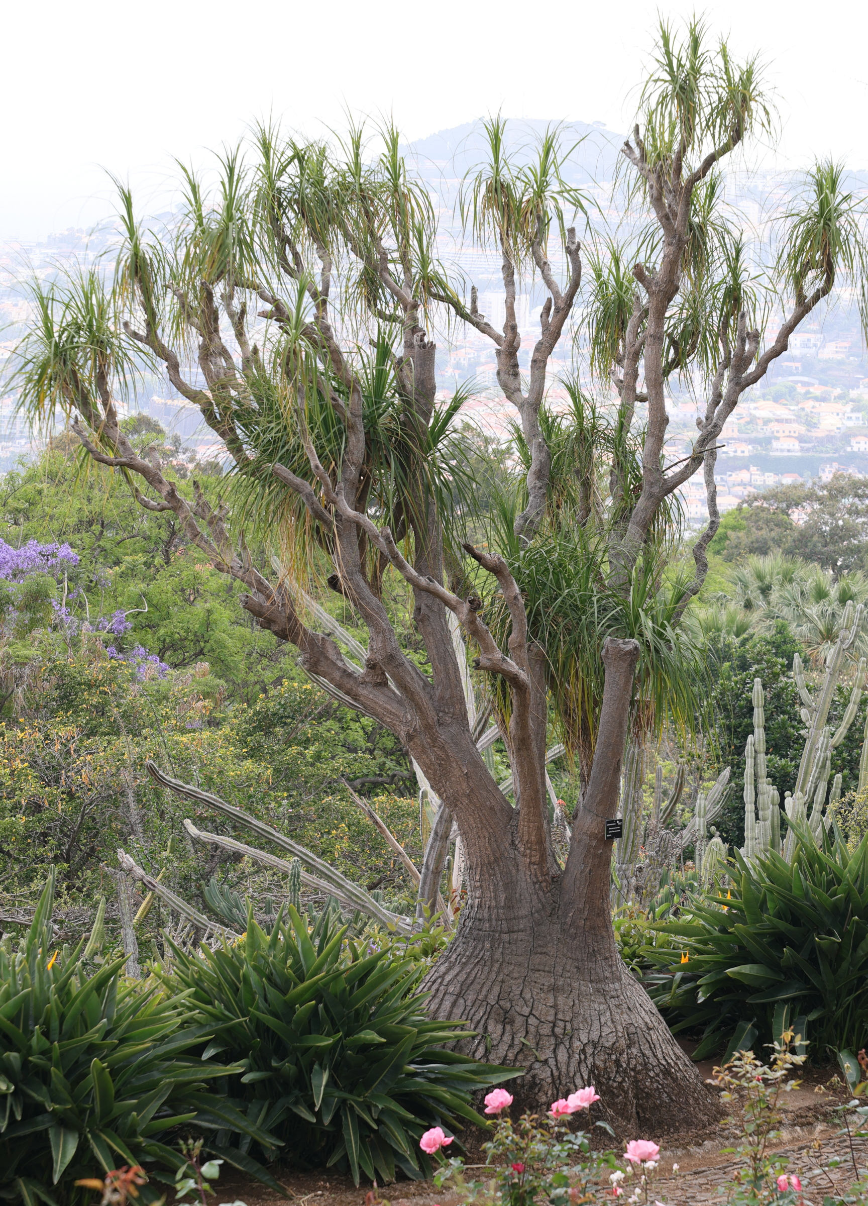 beaucarnea_recurvata7md