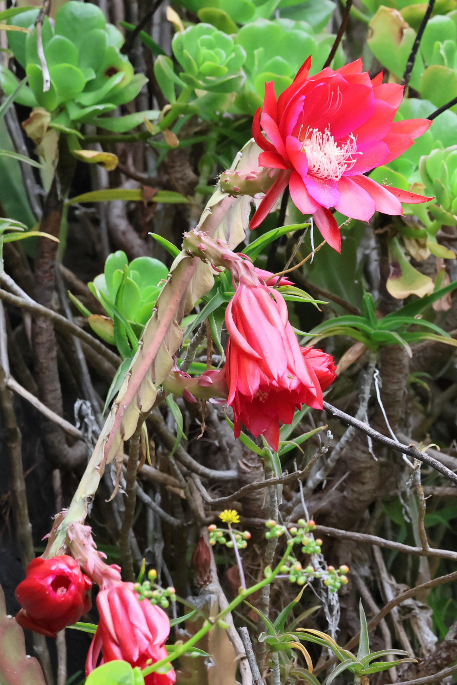 Afficher le média disocactus_ackermannii2bd disocactus_ackermannii2bd