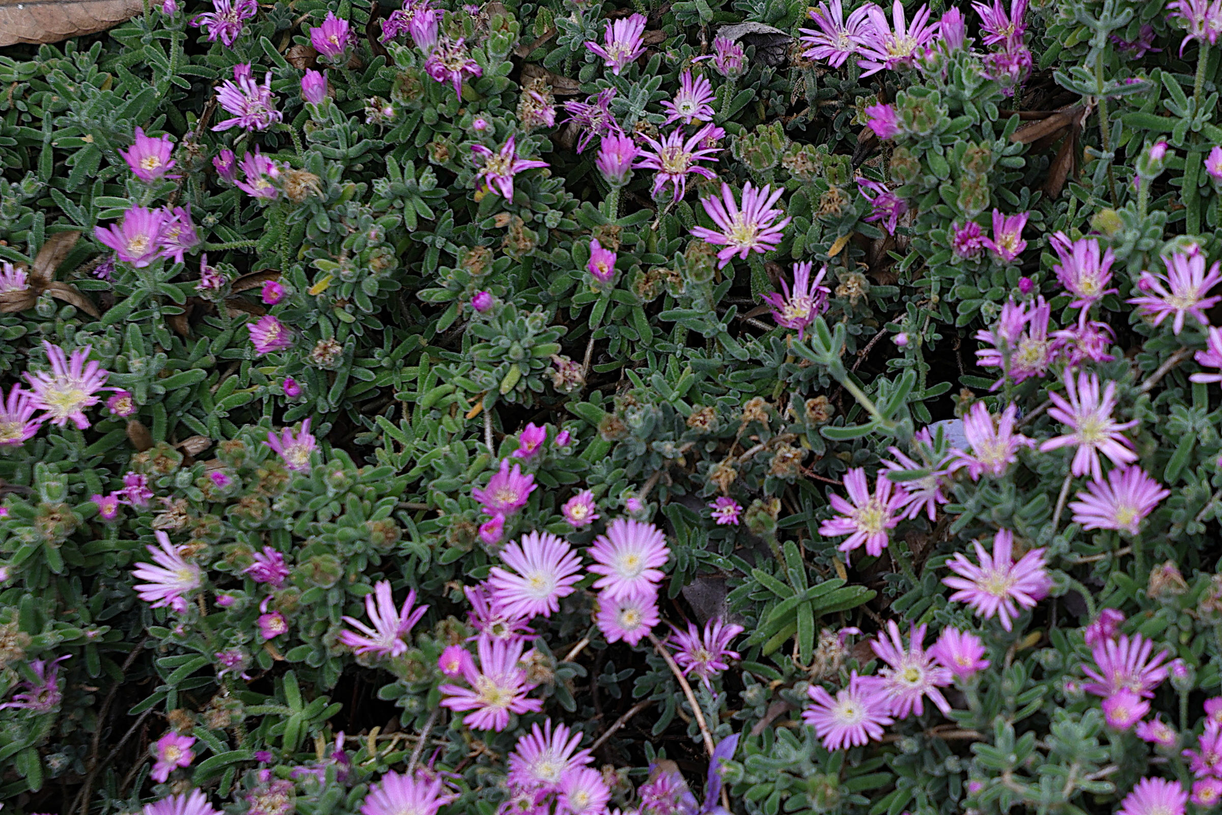 Afficher le média drosanthemum_floribundum1md drosanthemum_floribundum1md