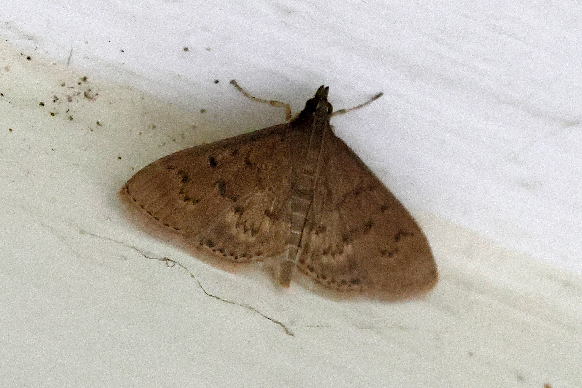 herpetogramma_licarsisalis1bd