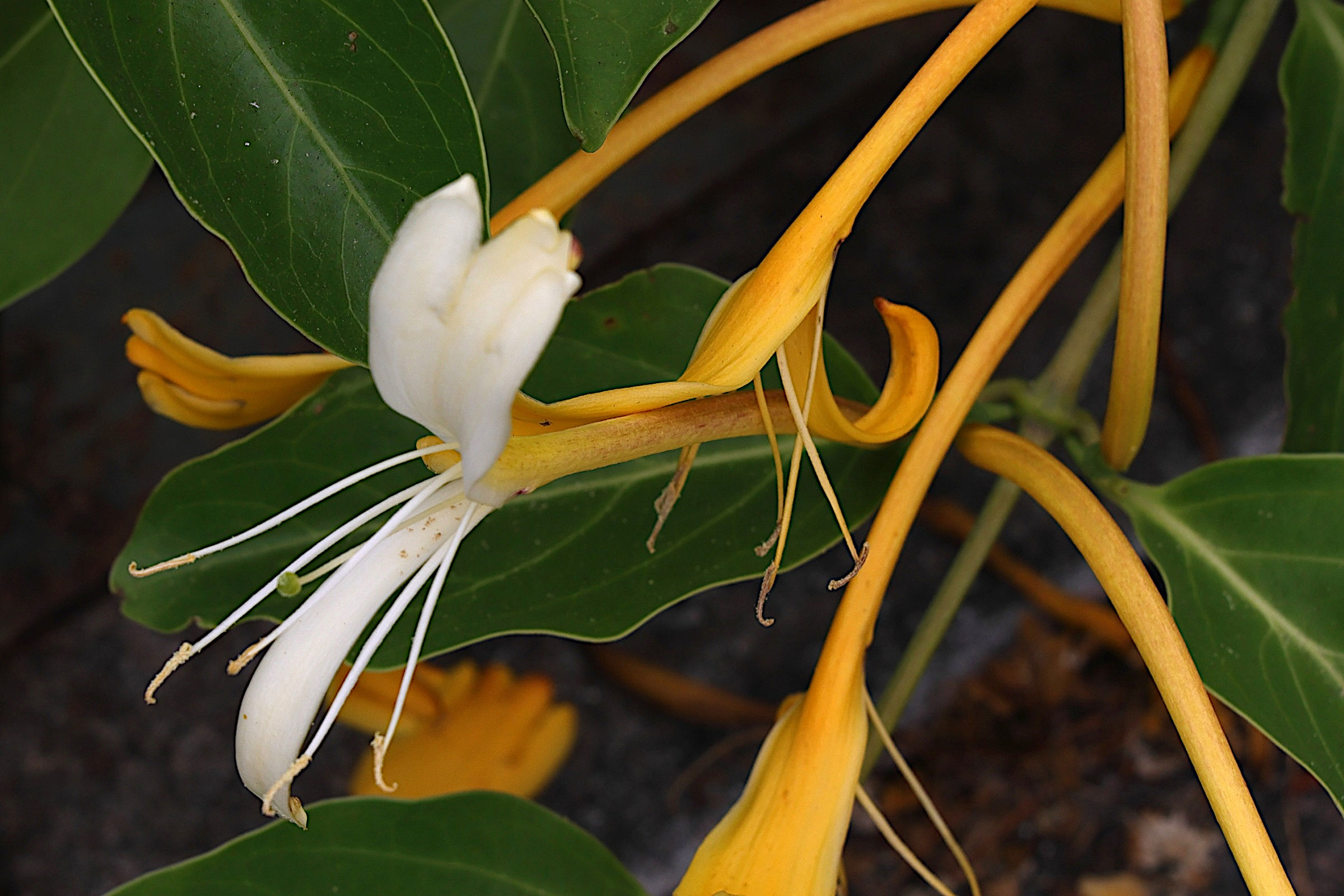 Afficher le média lonicera_hildebrandiana3md lonicera_hildebrandiana3md