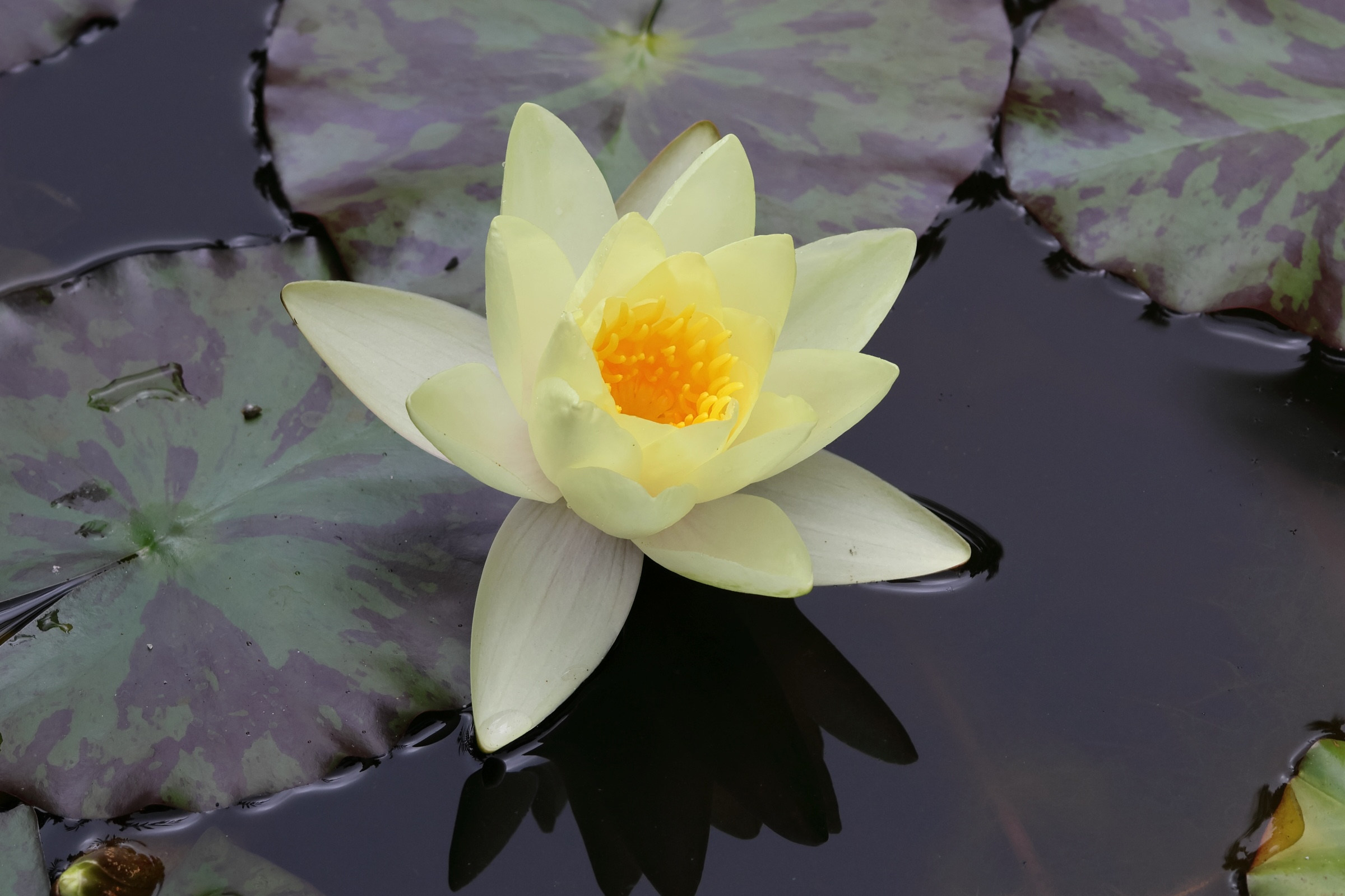 Afficher le média nymphaea_mexicana1bd nymphaea_mexicana1bd