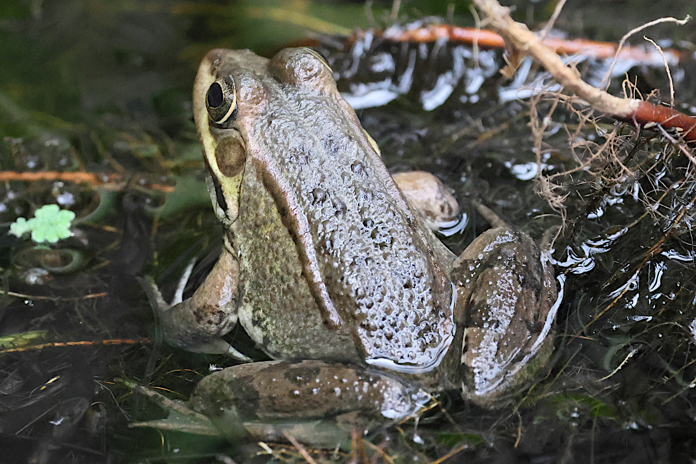 pelophylax_perezi4bd
