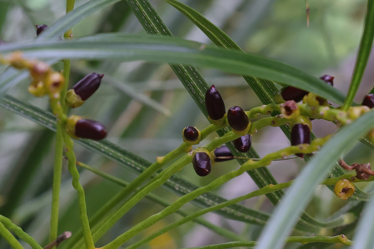 phoenix_roebelenii4md