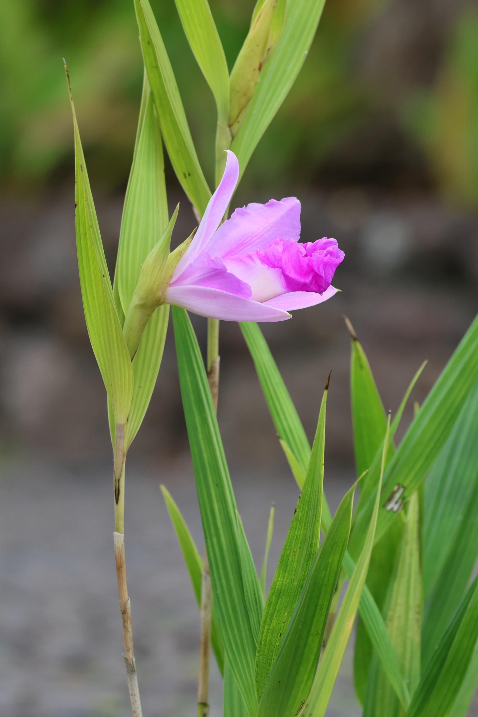 sobralia_macrantha1bd