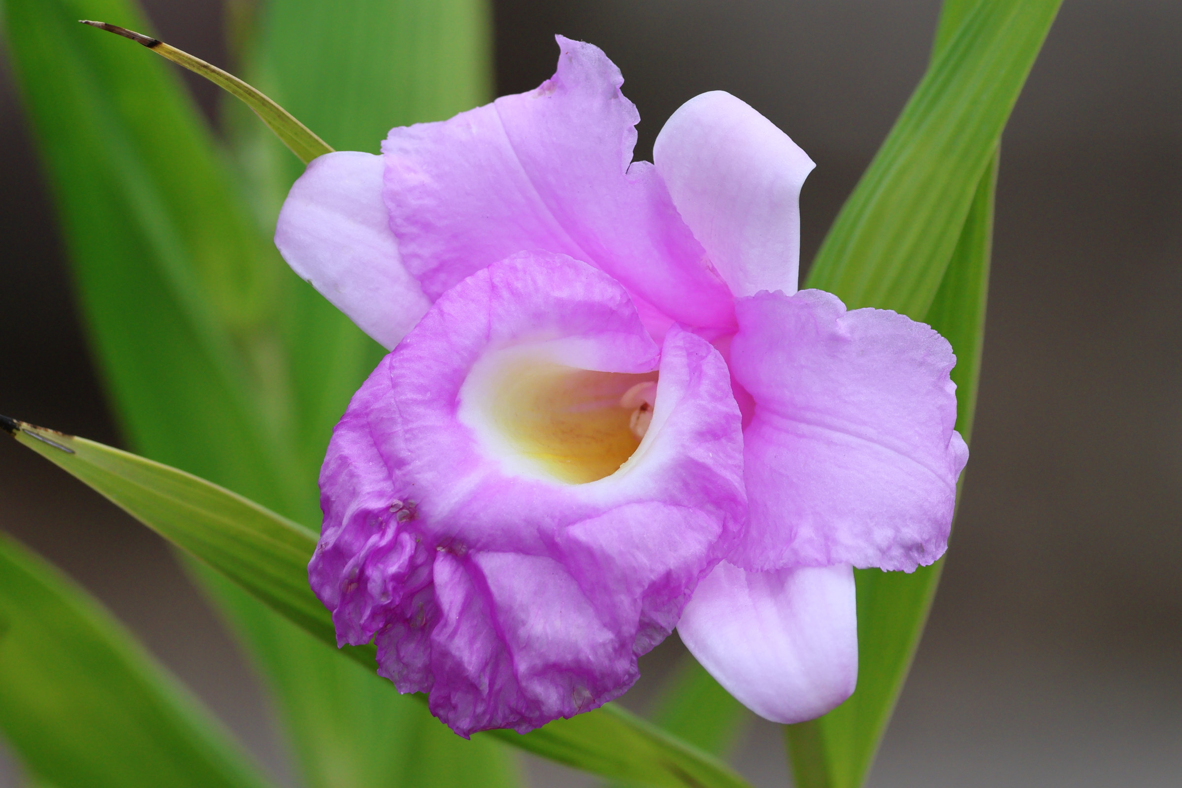 sobralia_macrantha2bd