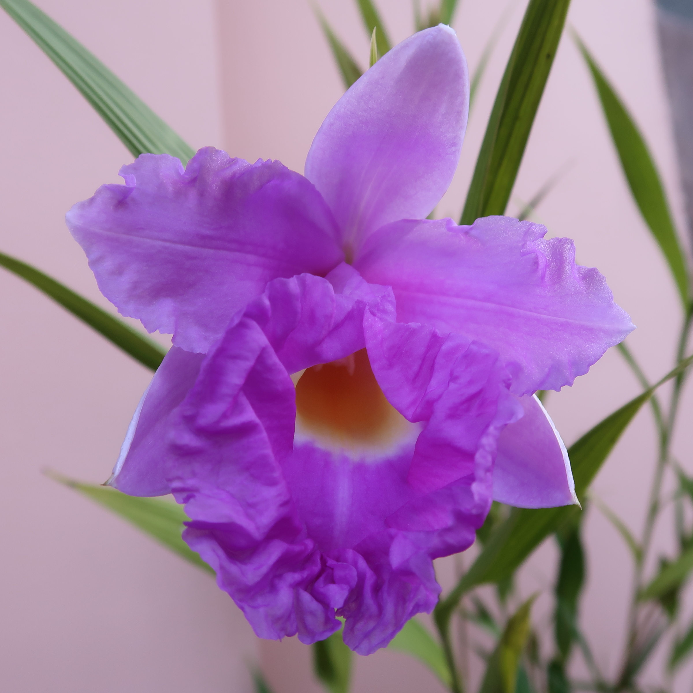 sobralia_macrantha3md