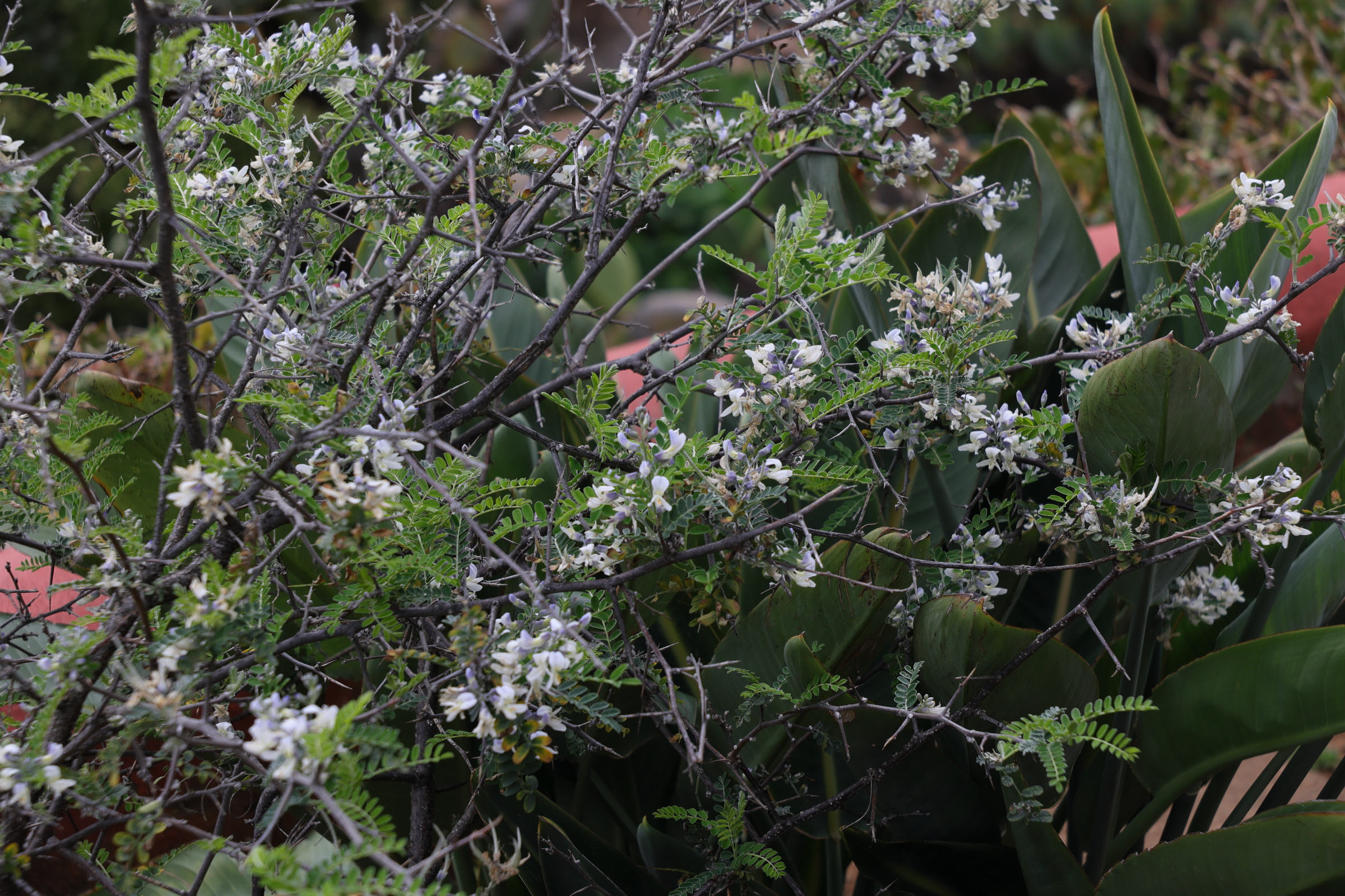 Afficher le média sophora_davidii1md sophora_davidii1md