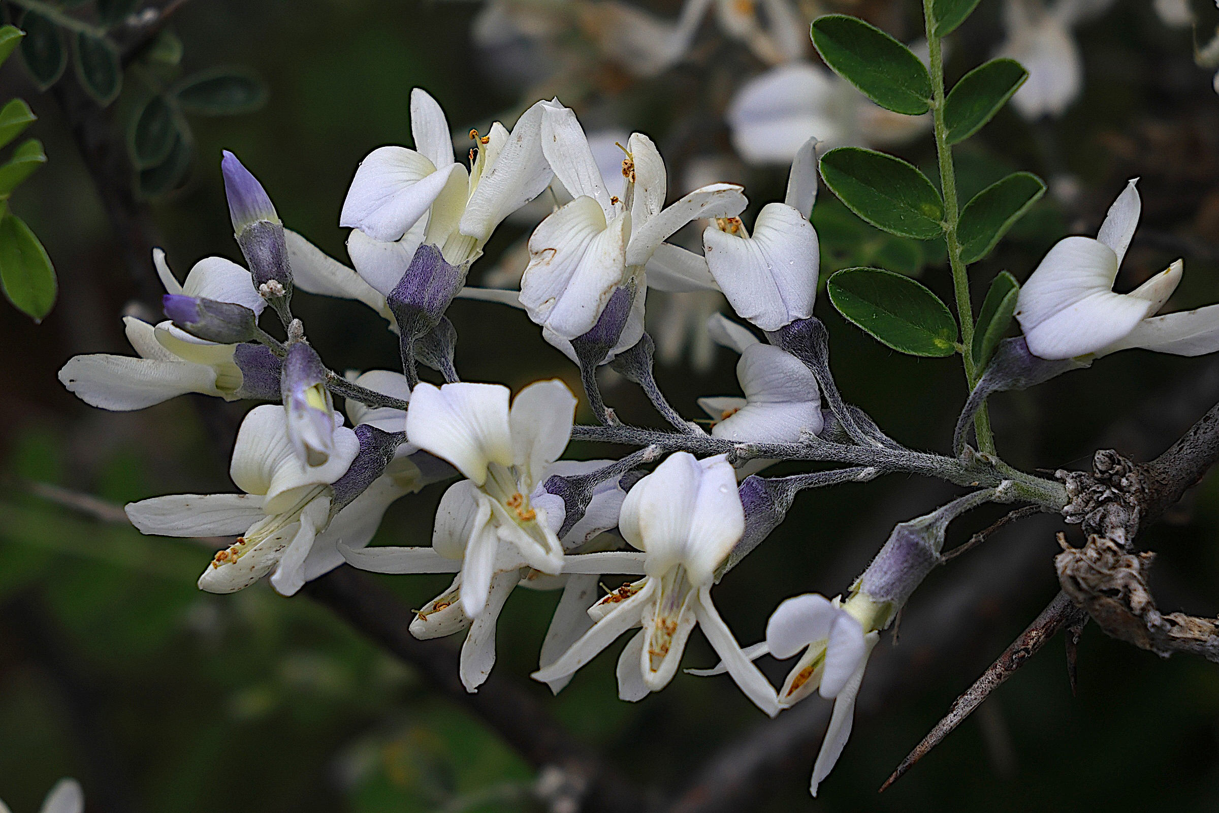 Afficher le média sophora_davidii2md sophora_davidii2md