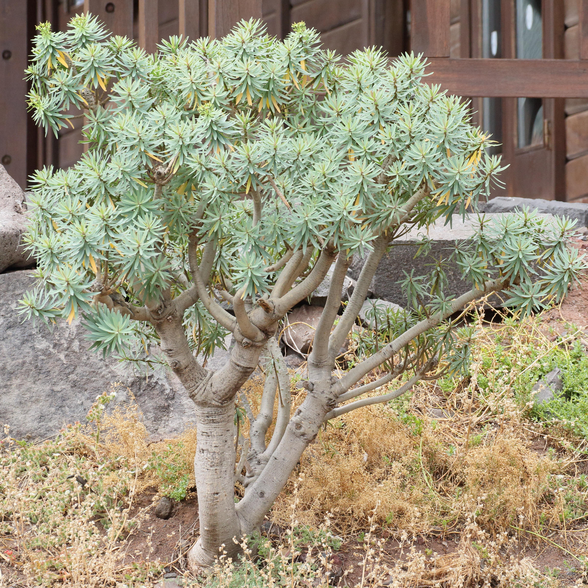 Afficher le média euphorbia_piscatoria4md euphorbia_piscatoria4md