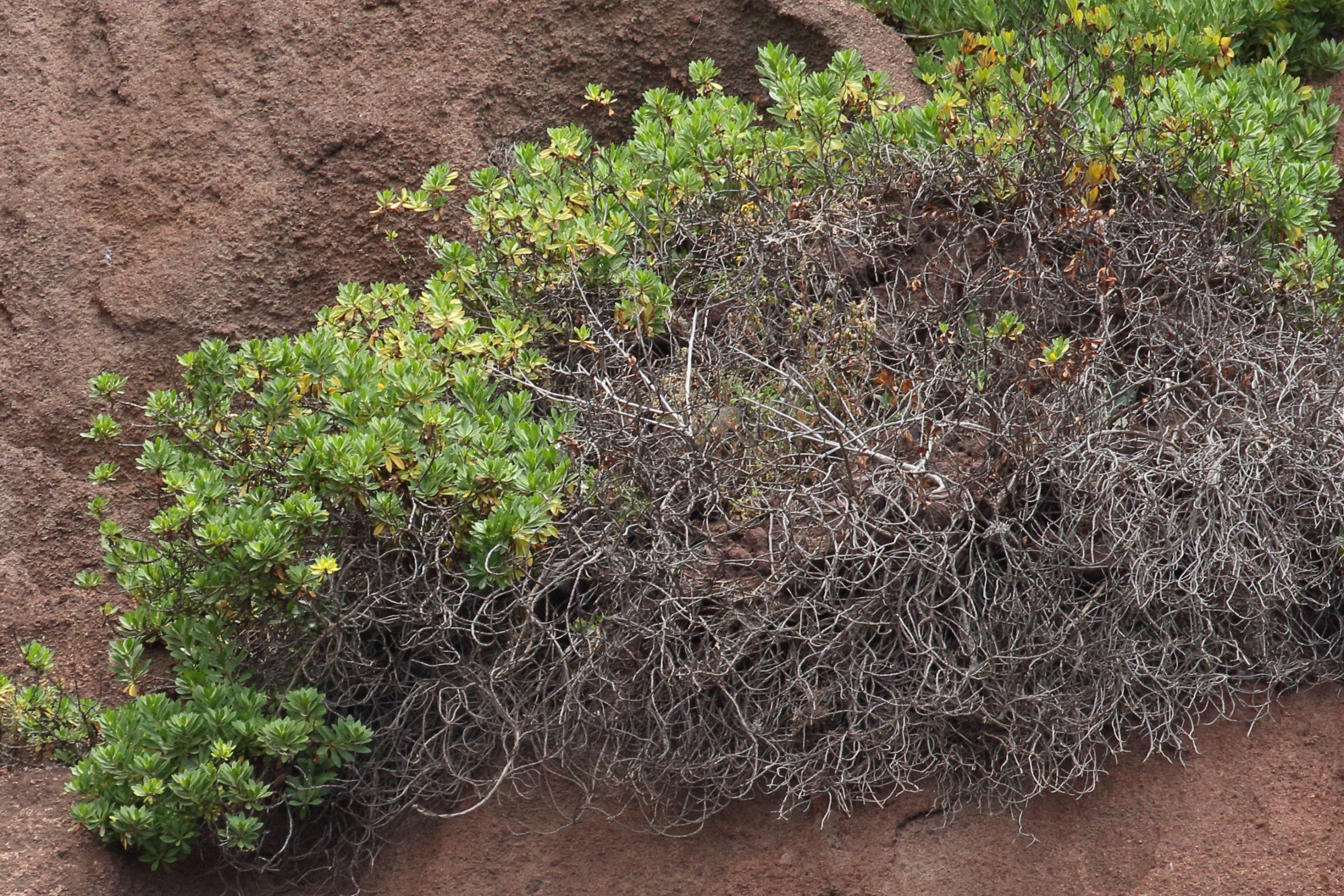 Afficher le média globularia_salicina4md globularia_salicina4md