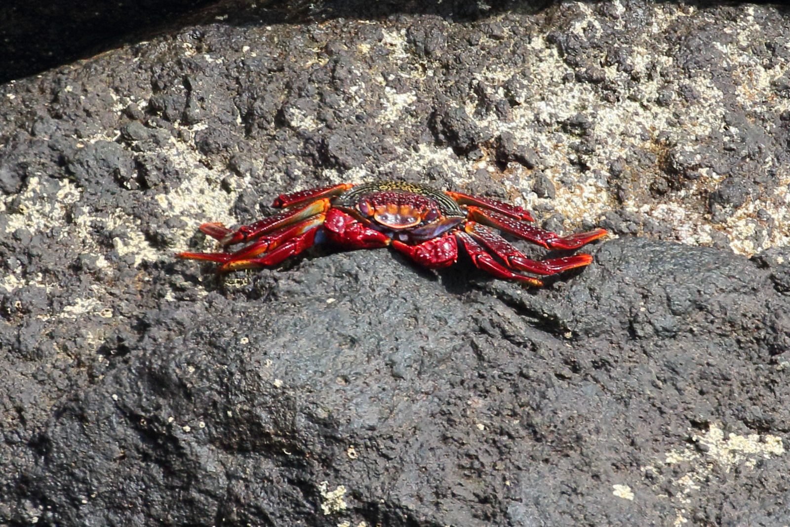 grapsus_adscensionis5md