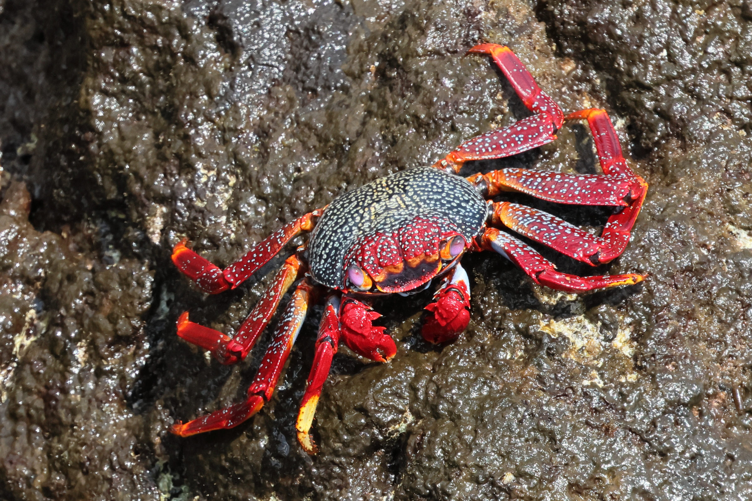 grapsus_adscensionis6bd